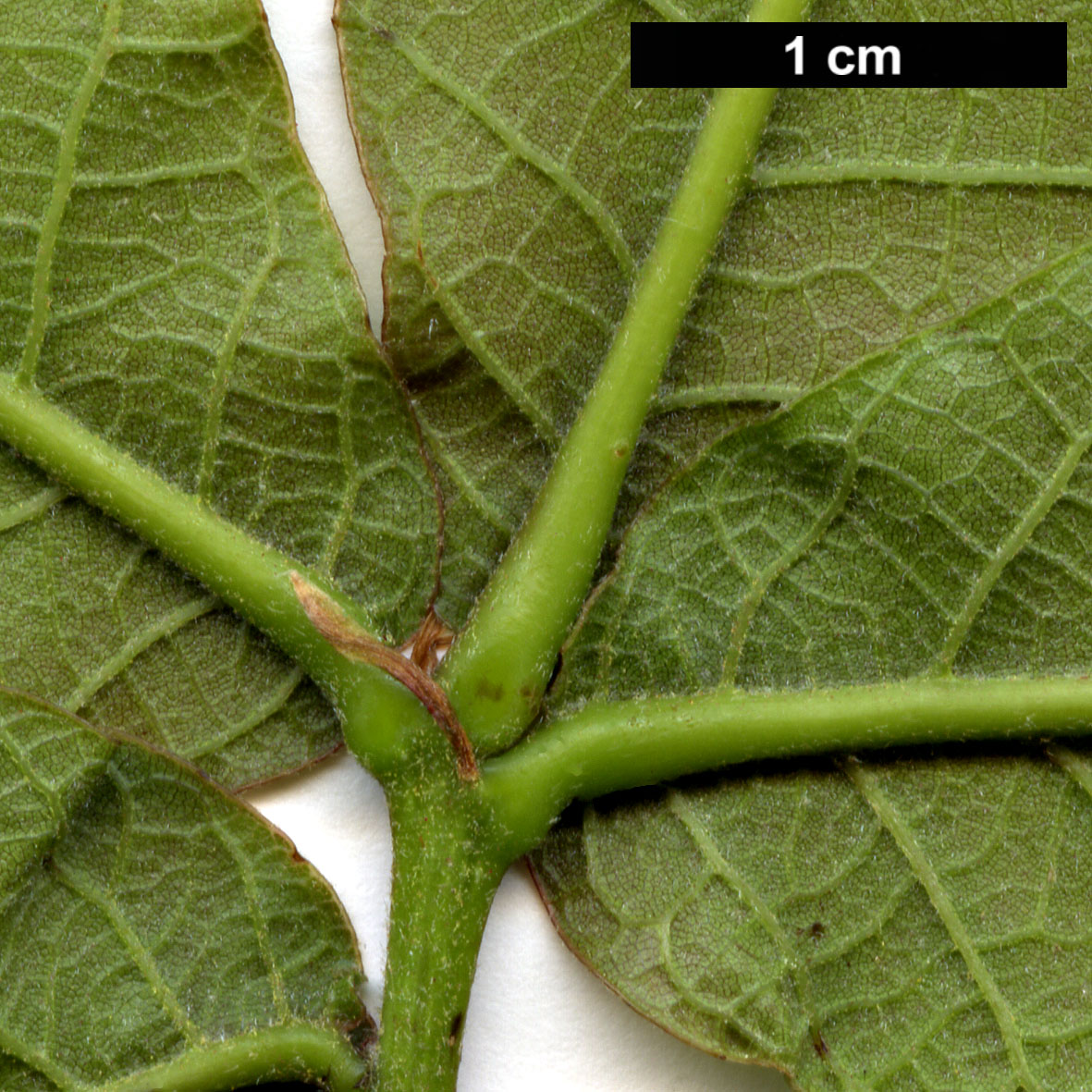High resolution image: Family: Fagaceae - Genus: Quercus - Taxon: elliptica