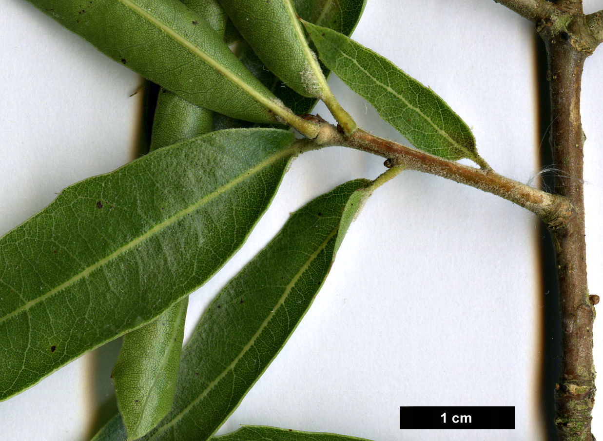 High resolution image: Family: Fagaceae - Genus: Quercus - Taxon: emoryi