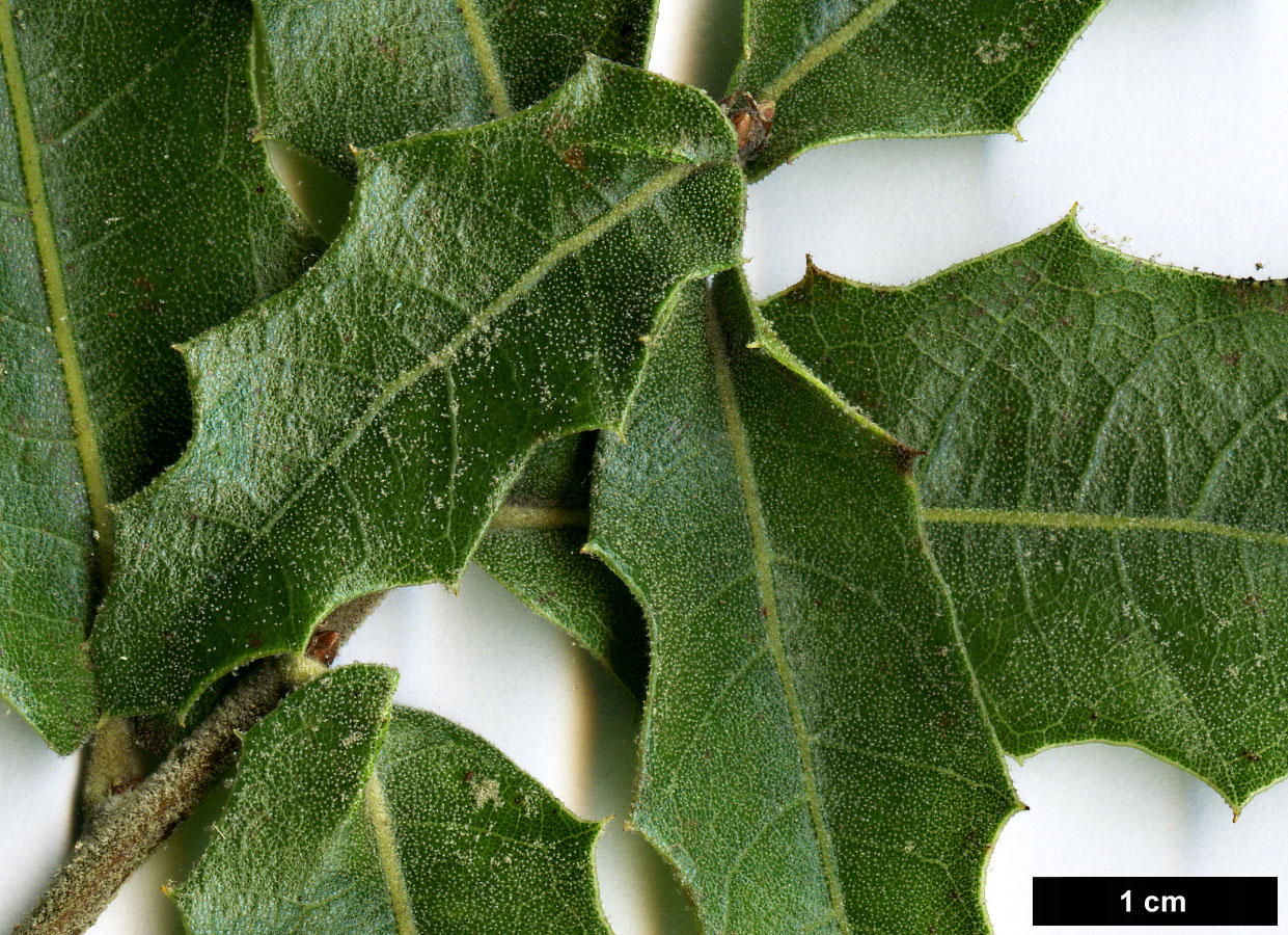 High resolution image: Family: Fagaceae - Genus: Quercus - Taxon: emoryi