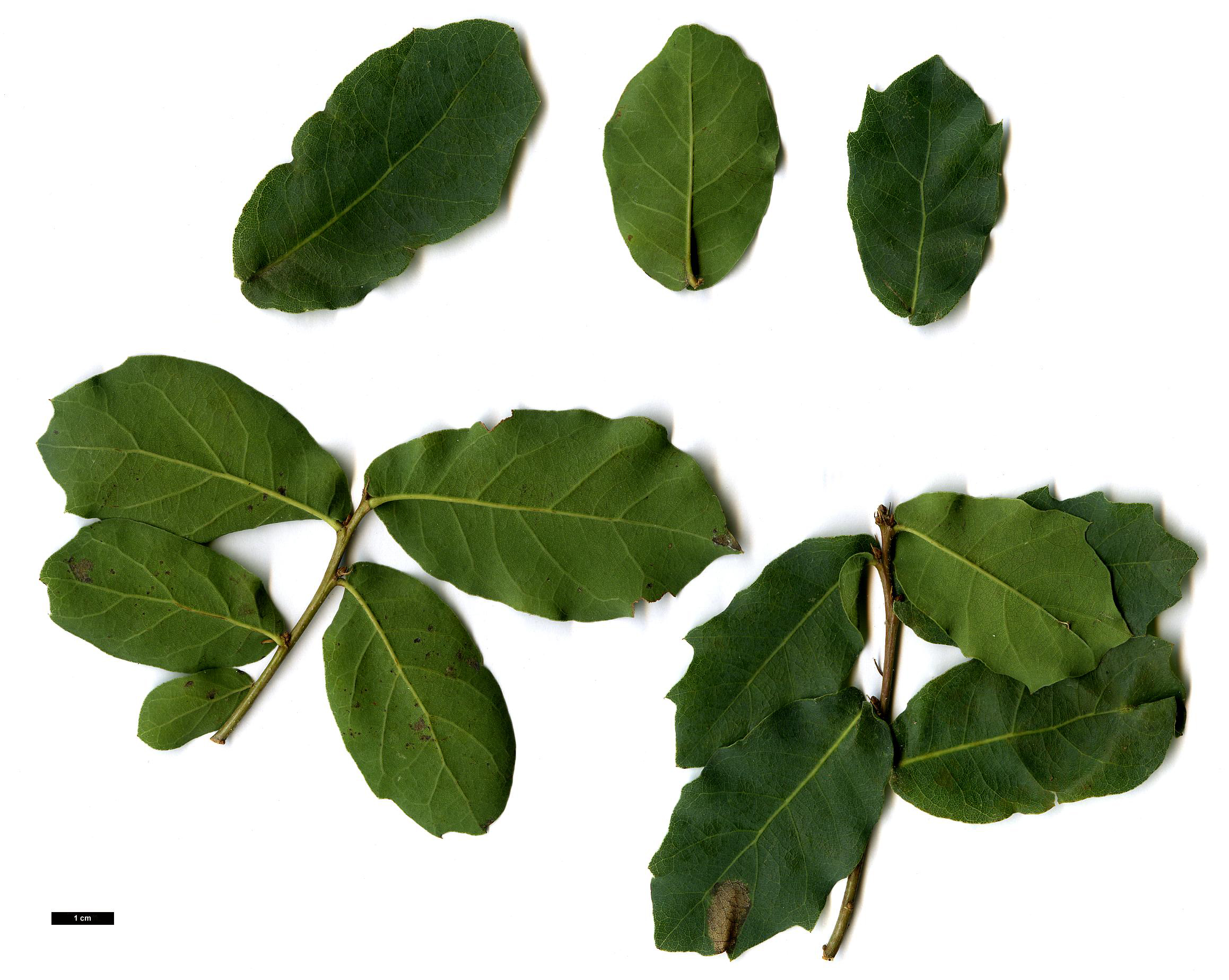 High resolution image: Family: Fagaceae - Genus: Quercus - Taxon: engelmannii