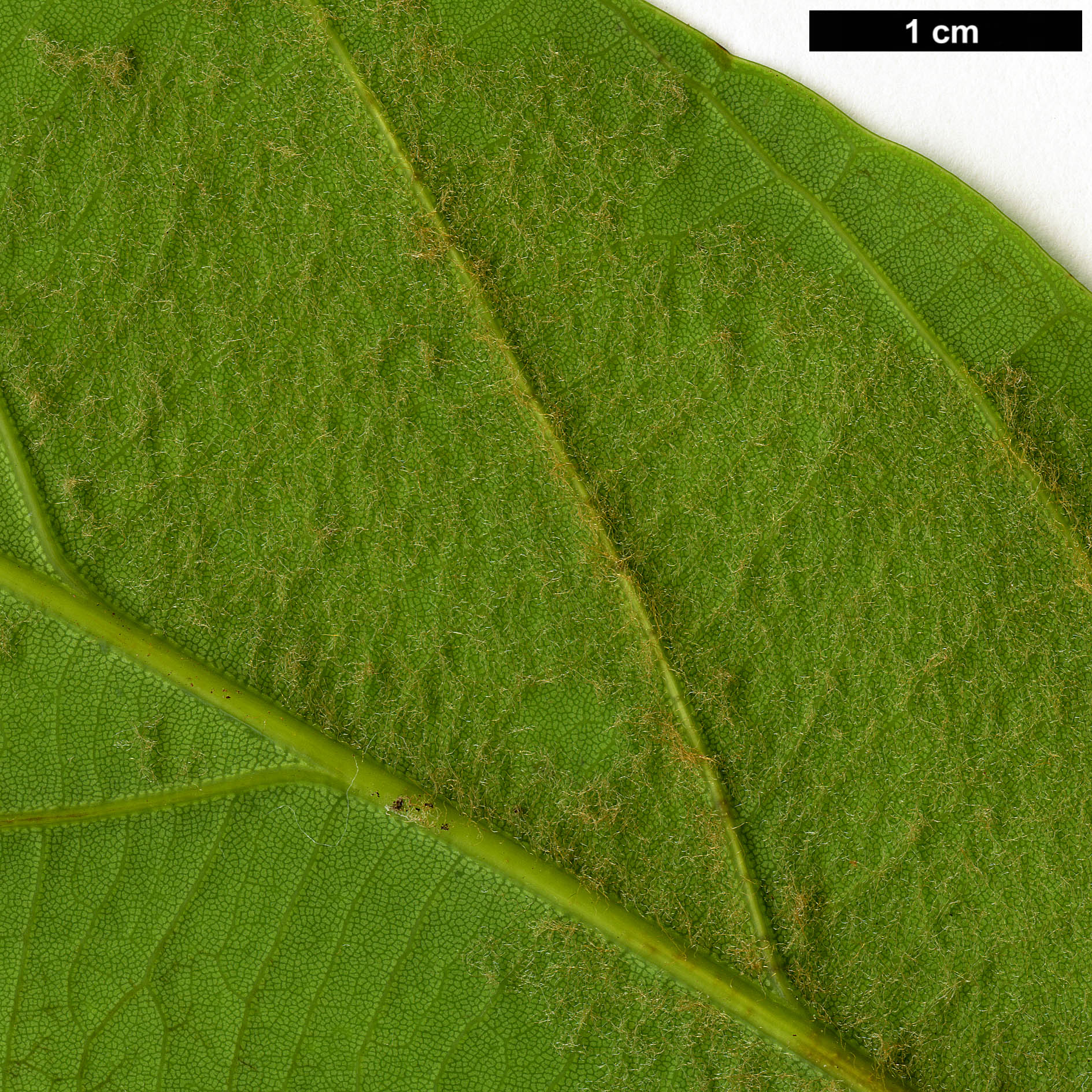 High resolution image: Family: Fagaceae - Genus: Quercus - Taxon: fleuryi