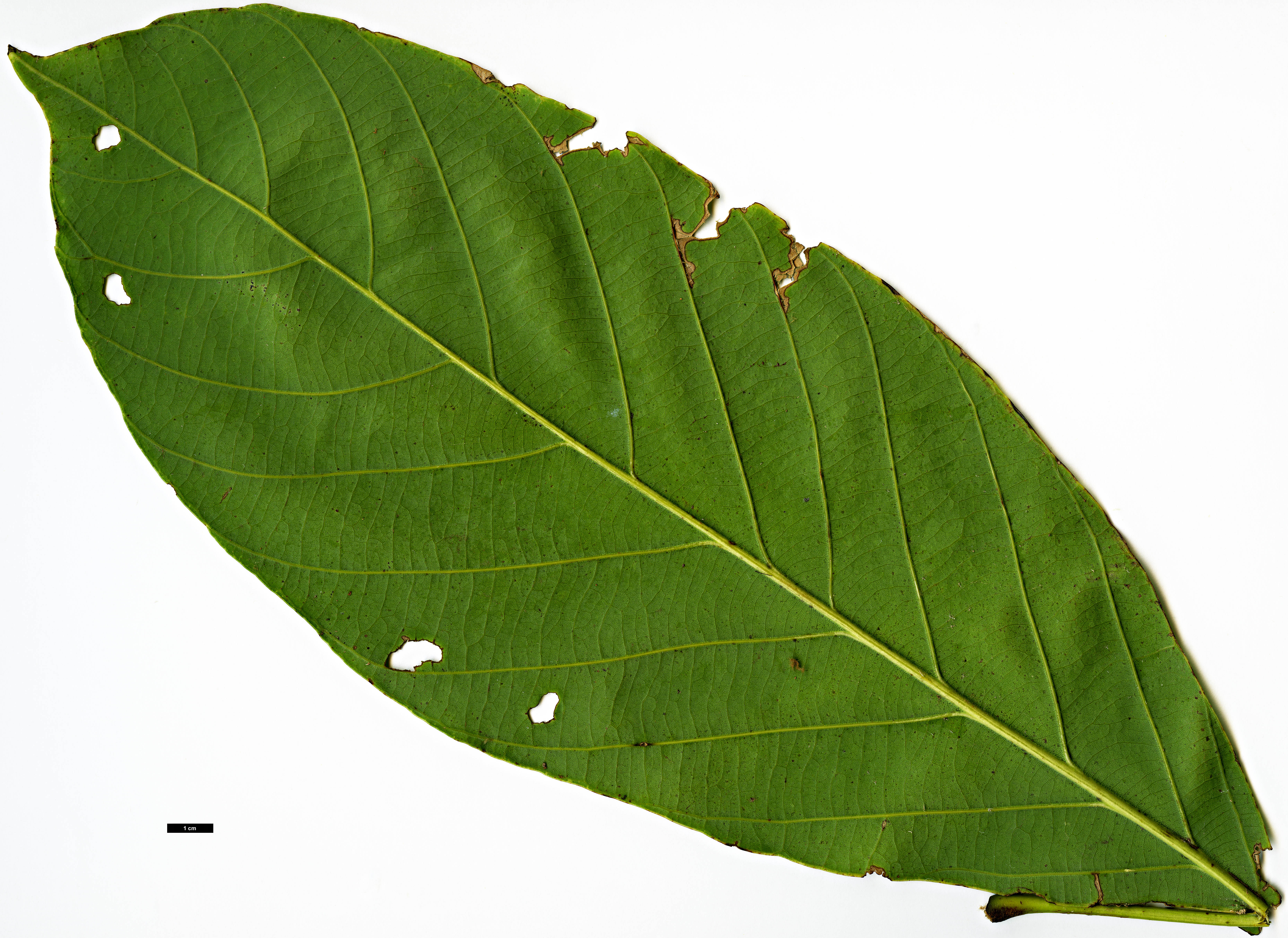 High resolution image: Family: Fagaceae - Genus: Quercus - Taxon: fleuryi