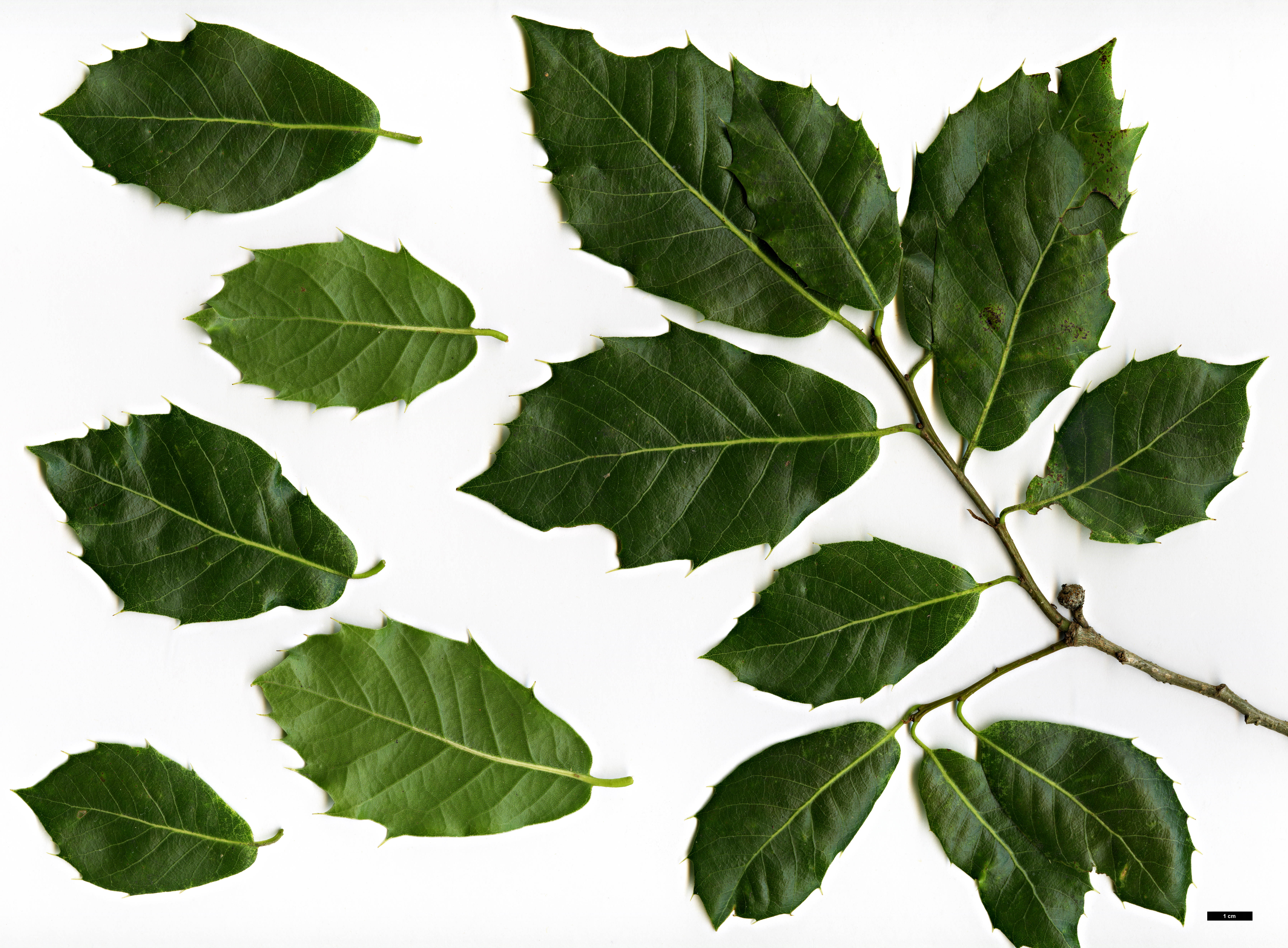 High resolution image: Family: Fagaceae - Genus: Quercus - Taxon: floribunda