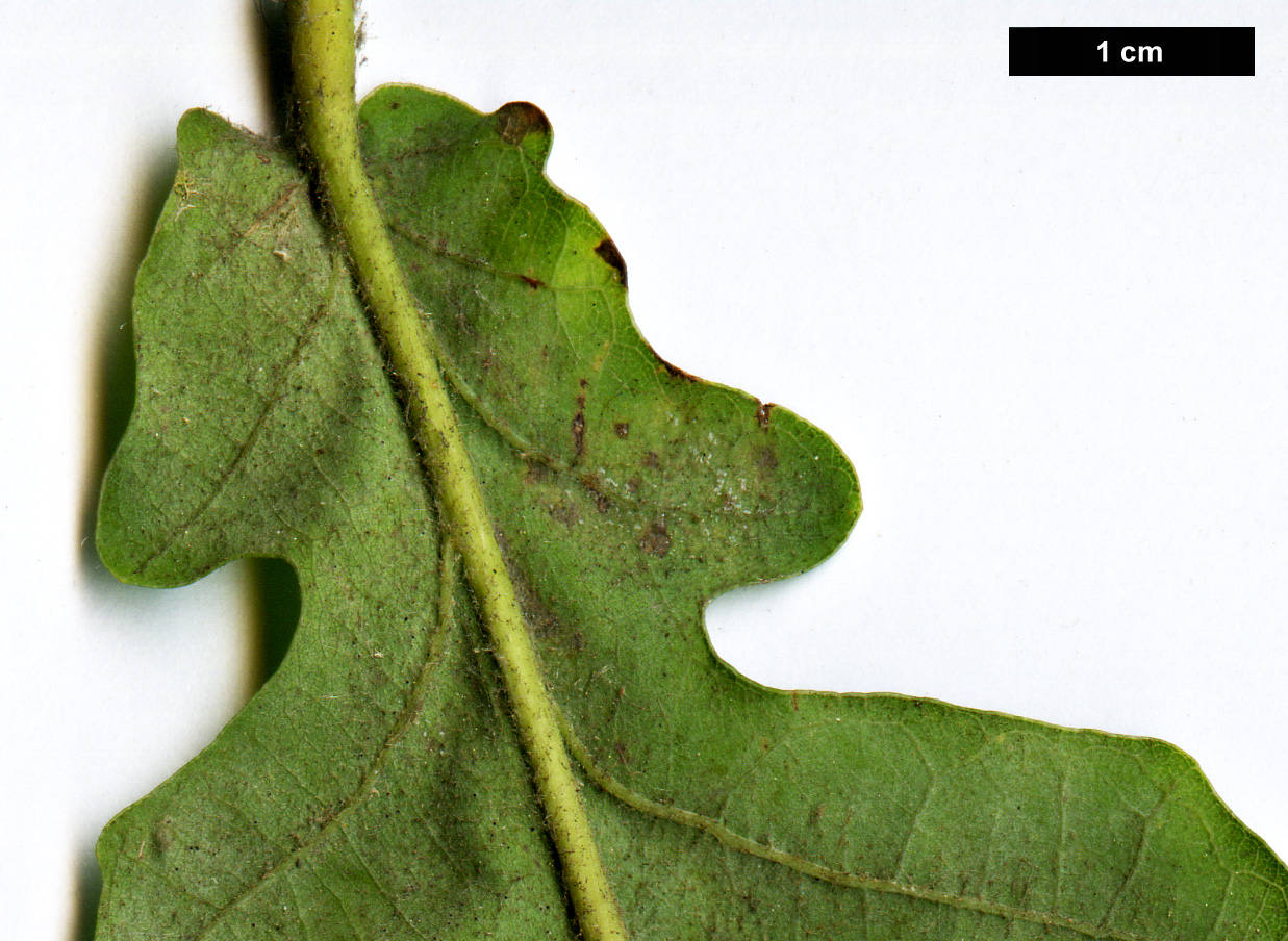 High resolution image: Family: Fagaceae - Genus: Quercus - Taxon: frainetto