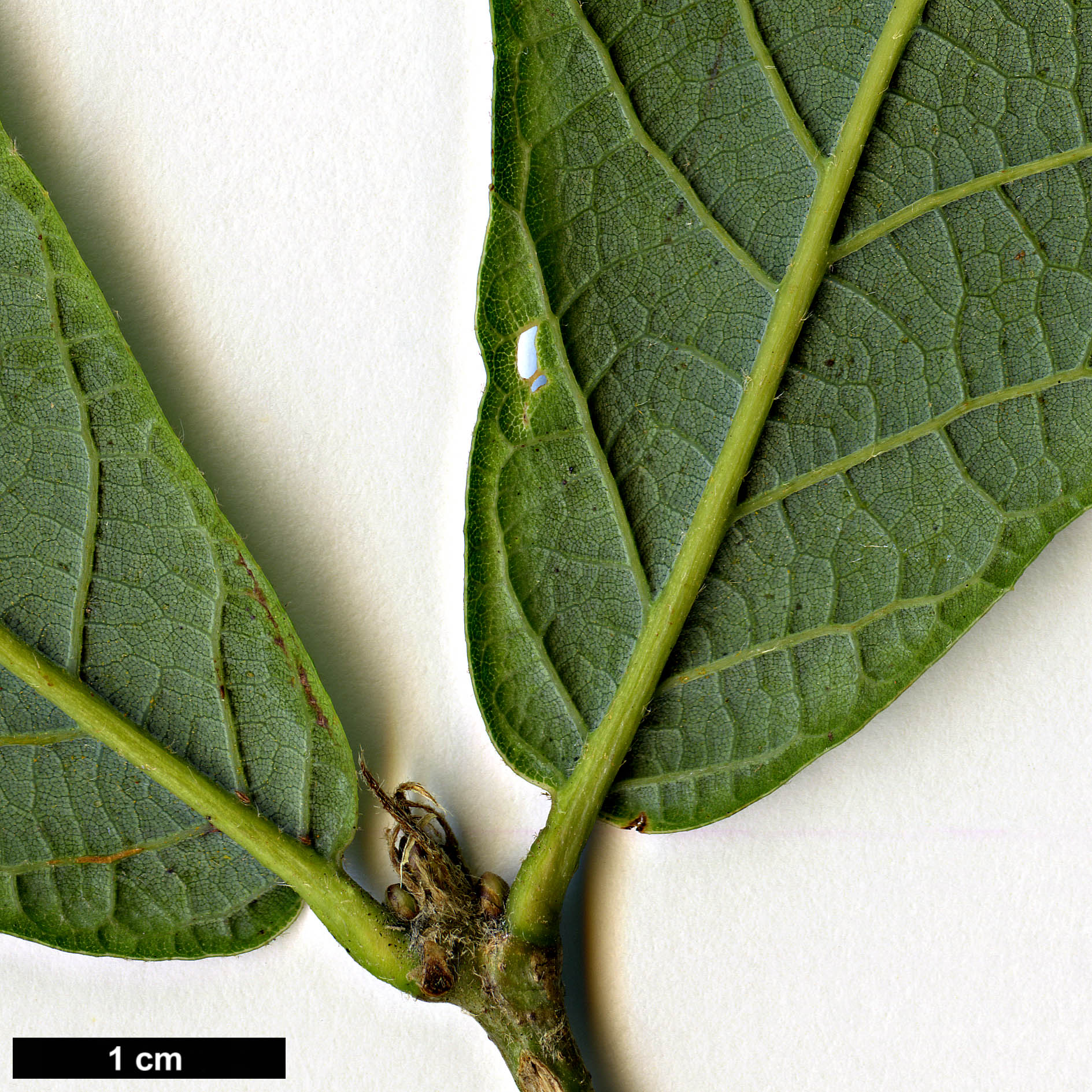 High resolution image: Family: Fagaceae - Genus: Quercus - Taxon: fulva