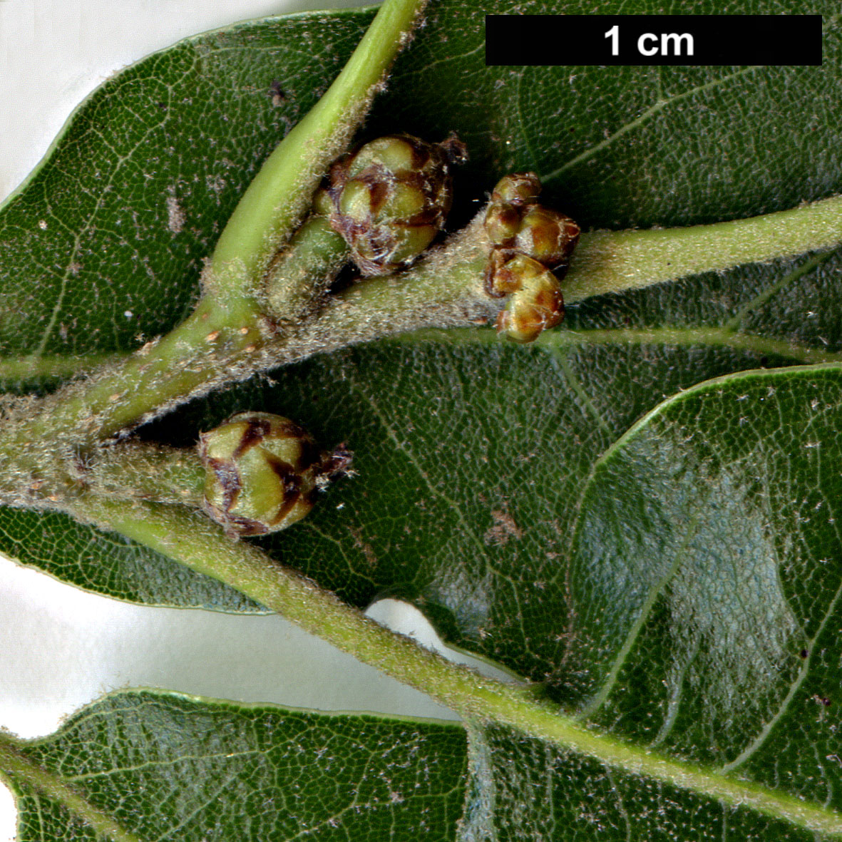 High resolution image: Family: Fagaceae - Genus: Quercus - Taxon: furfuracea
