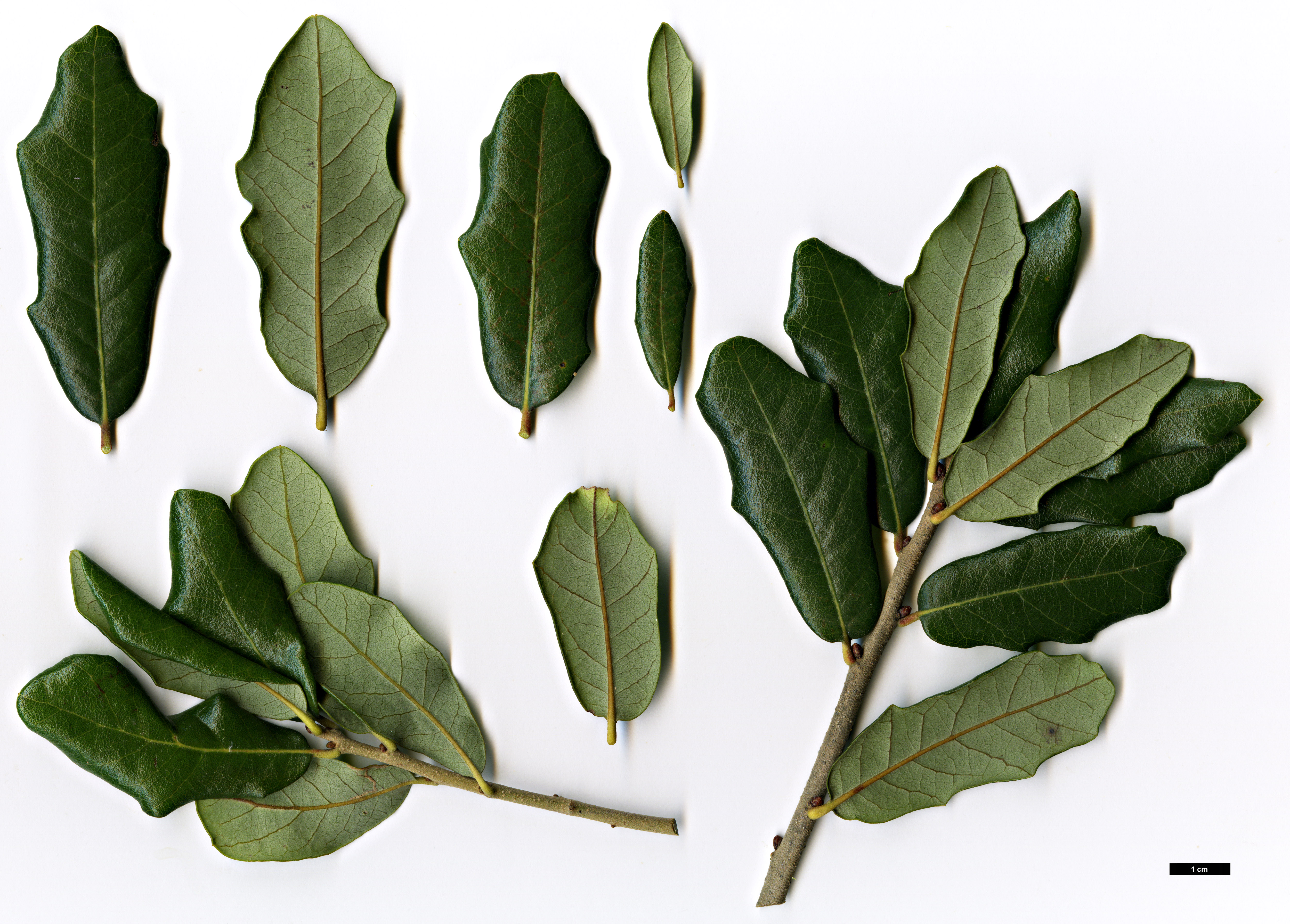 High resolution image: Family: Fagaceae - Genus: Quercus - Taxon: fusiformis