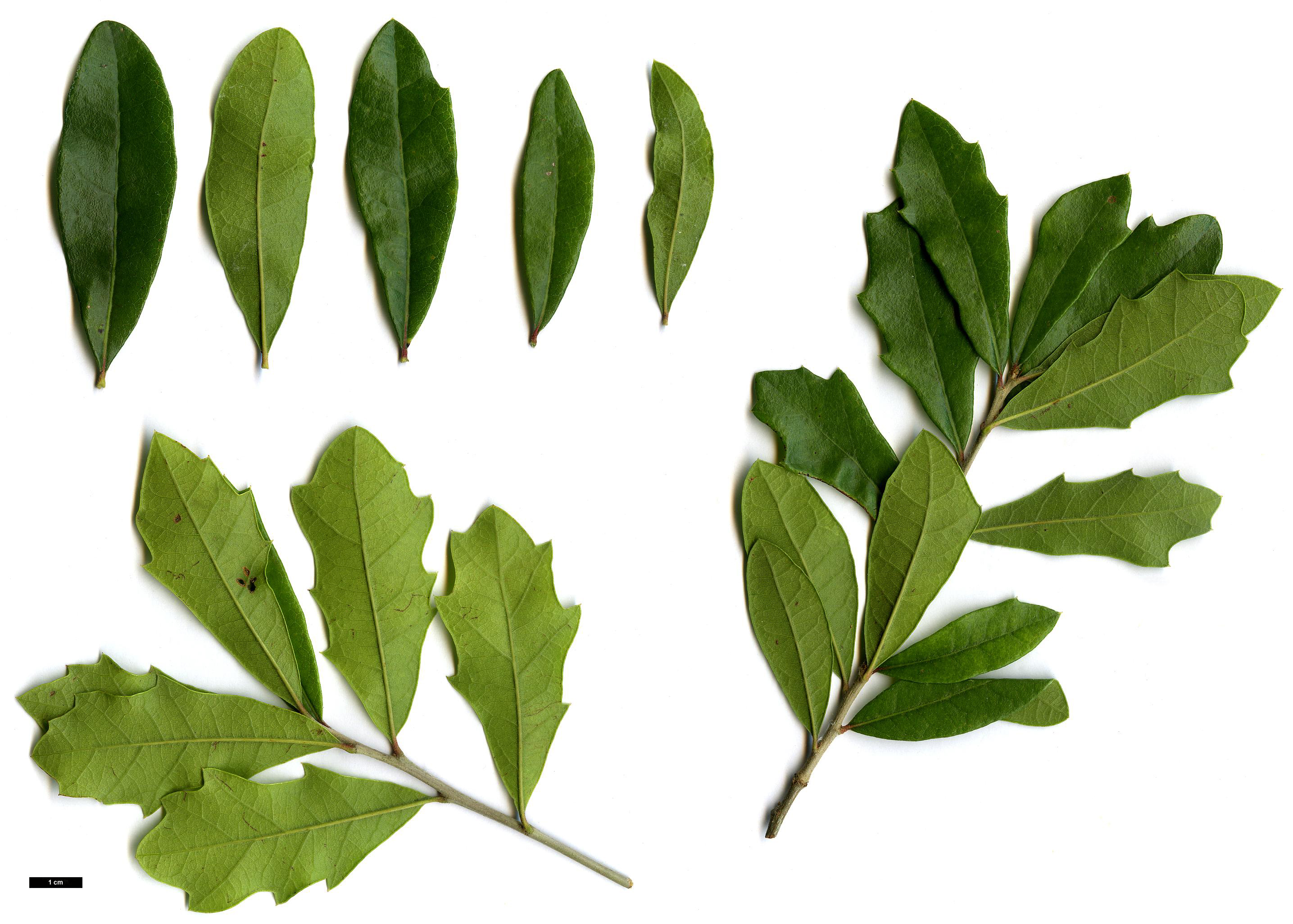 High resolution image: Family: Fagaceae - Genus: Quercus - Taxon: geminata