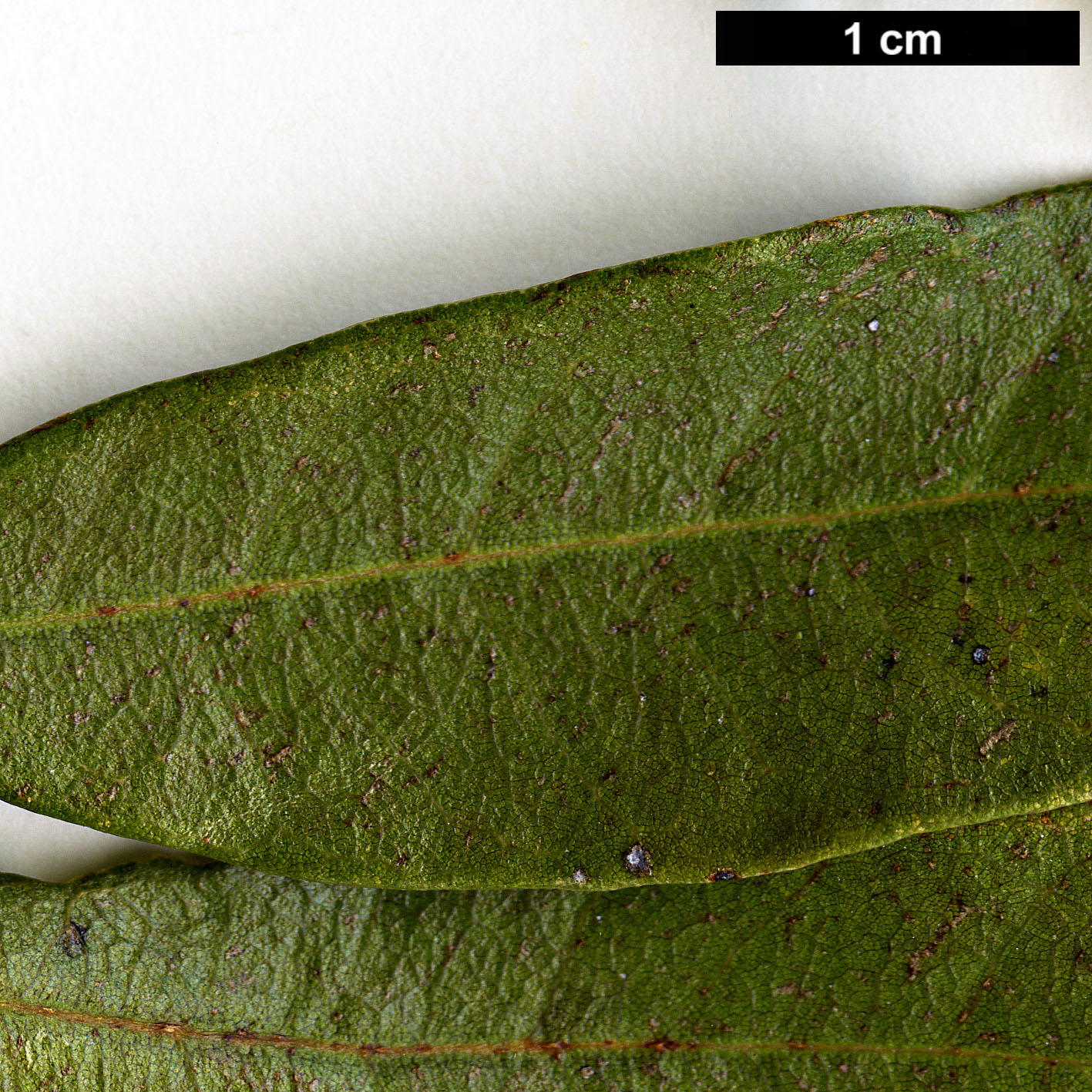 High resolution image: Family: Fagaceae - Genus: Quercus - Taxon: geminata