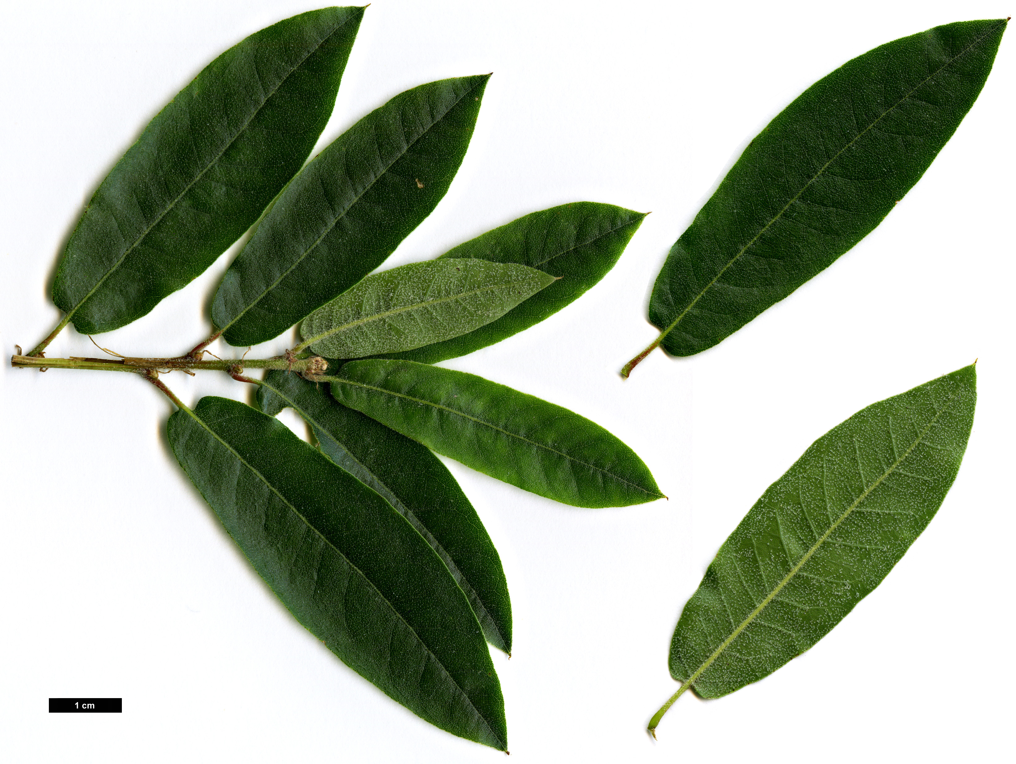 High resolution image: Family: Fagaceae - Genus: Quercus - Taxon: gentryi