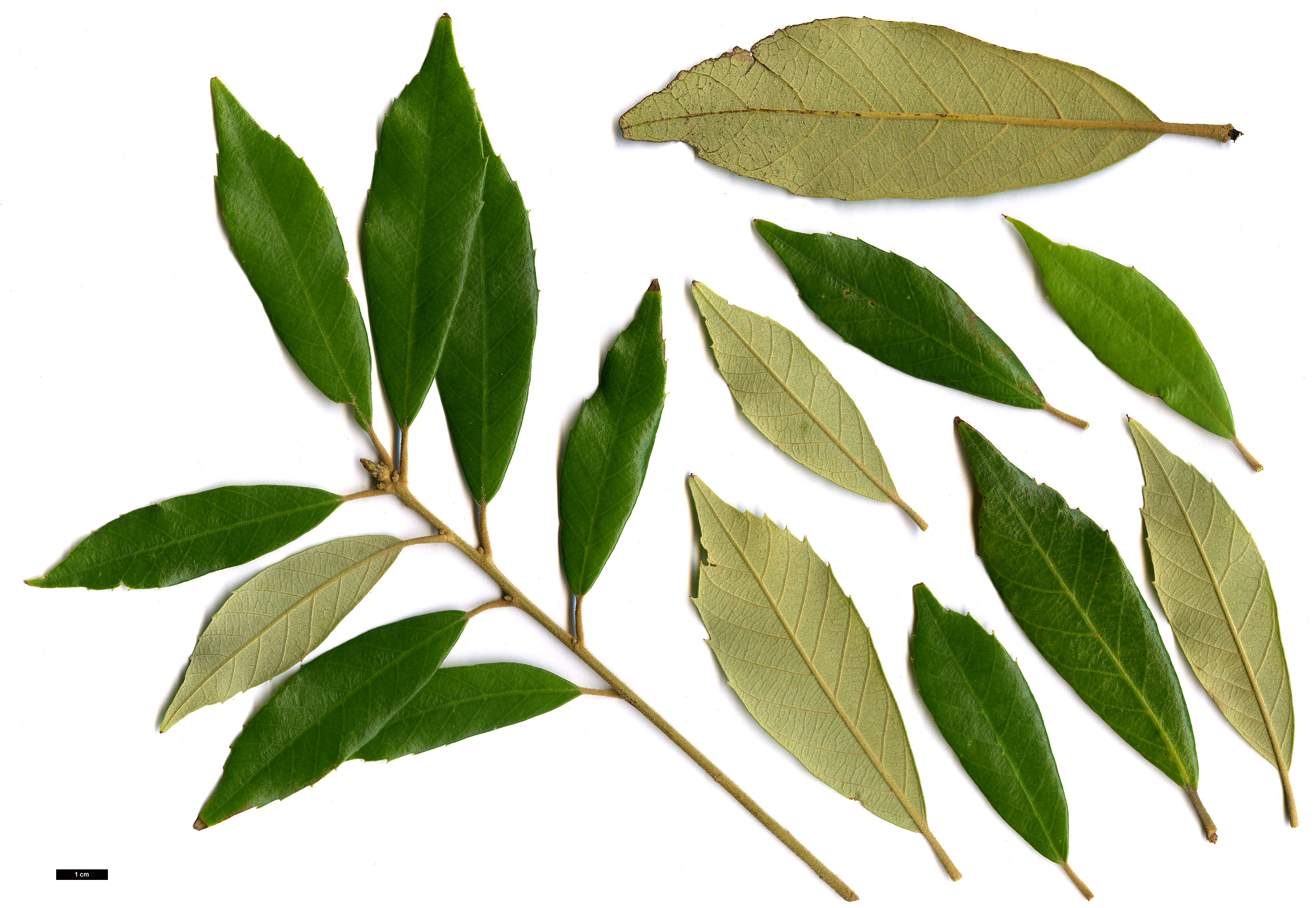 High resolution image: Family: Fagaceae - Genus: Quercus - Taxon: gilva