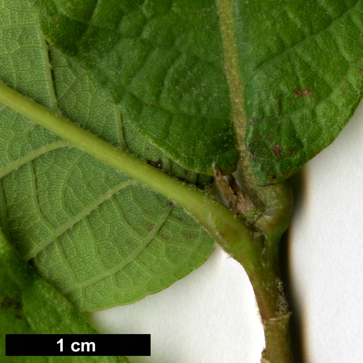 High resolution image: Family: Fagaceae - Genus: Quercus - Taxon: glaucescens