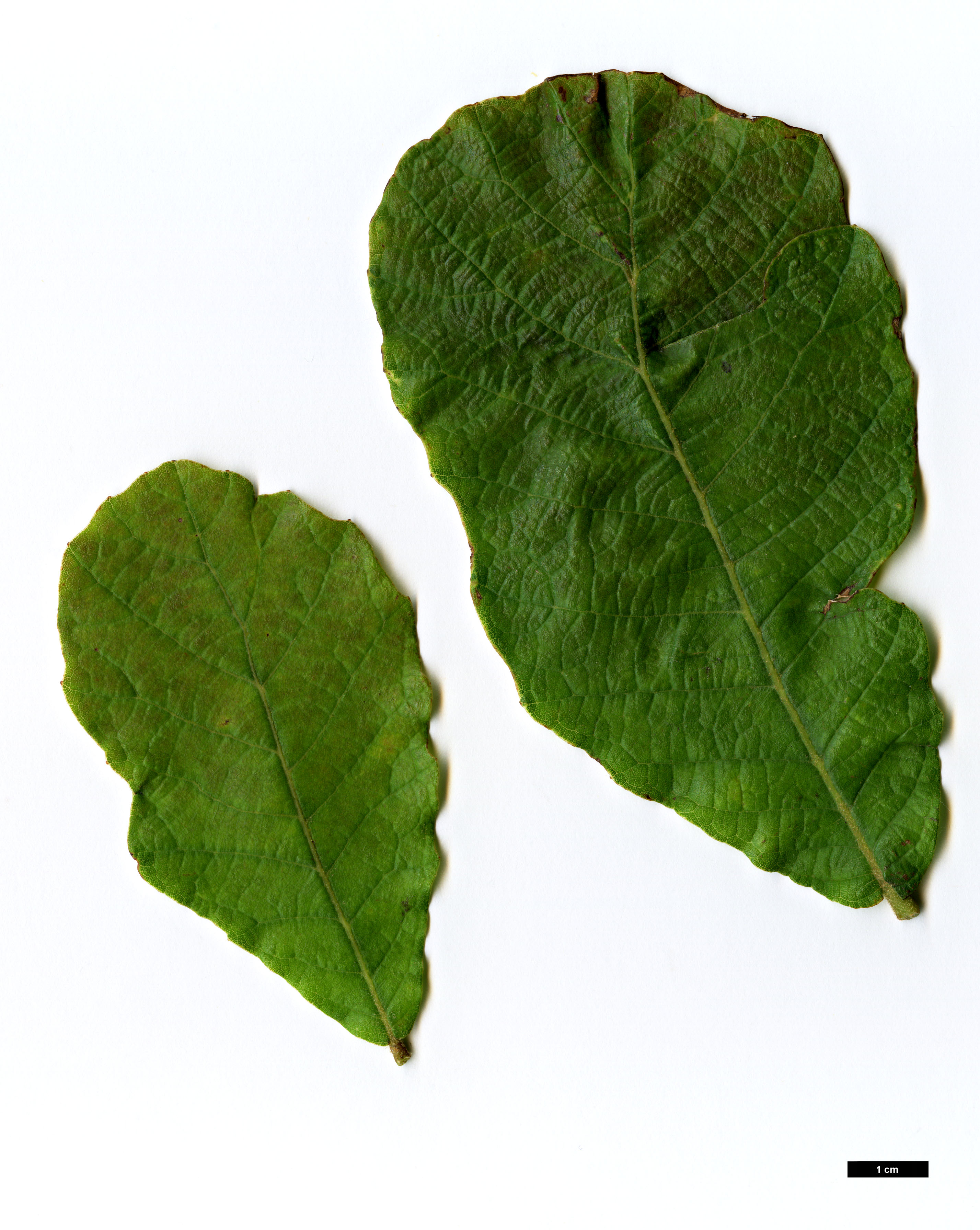 High resolution image: Family: Fagaceae - Genus: Quercus - Taxon: glaucescens