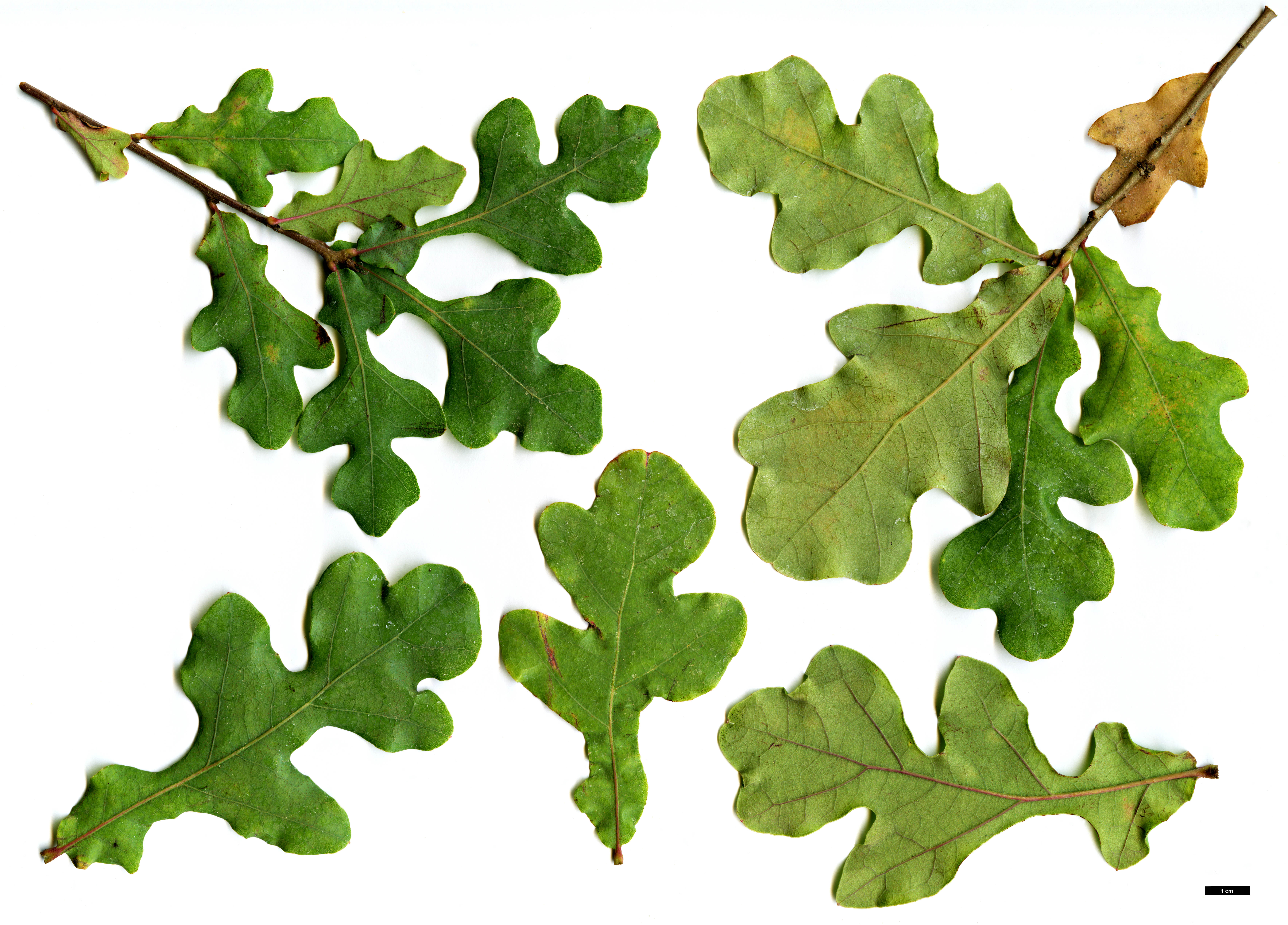High resolution image: Family: Fagaceae - Genus: Quercus - Taxon: glaucoides