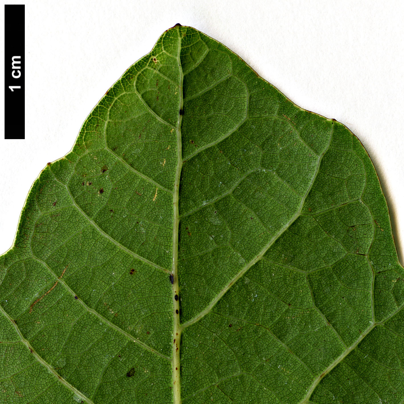 High resolution image: Family: Fagaceae - Genus: Quercus - Taxon: glaucoides