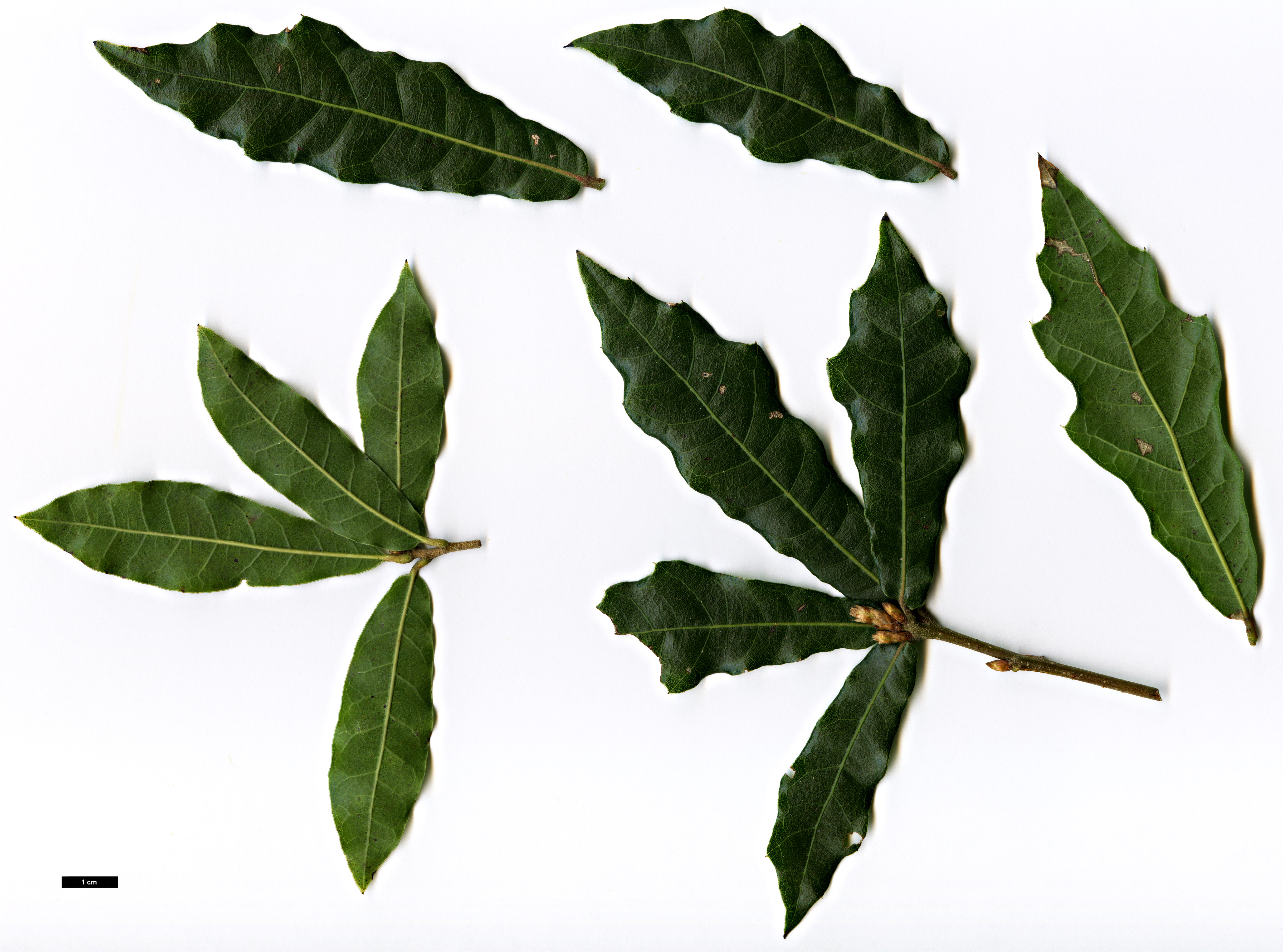 High resolution image: Family: Fagaceae - Genus: Quercus - Taxon: grahamii