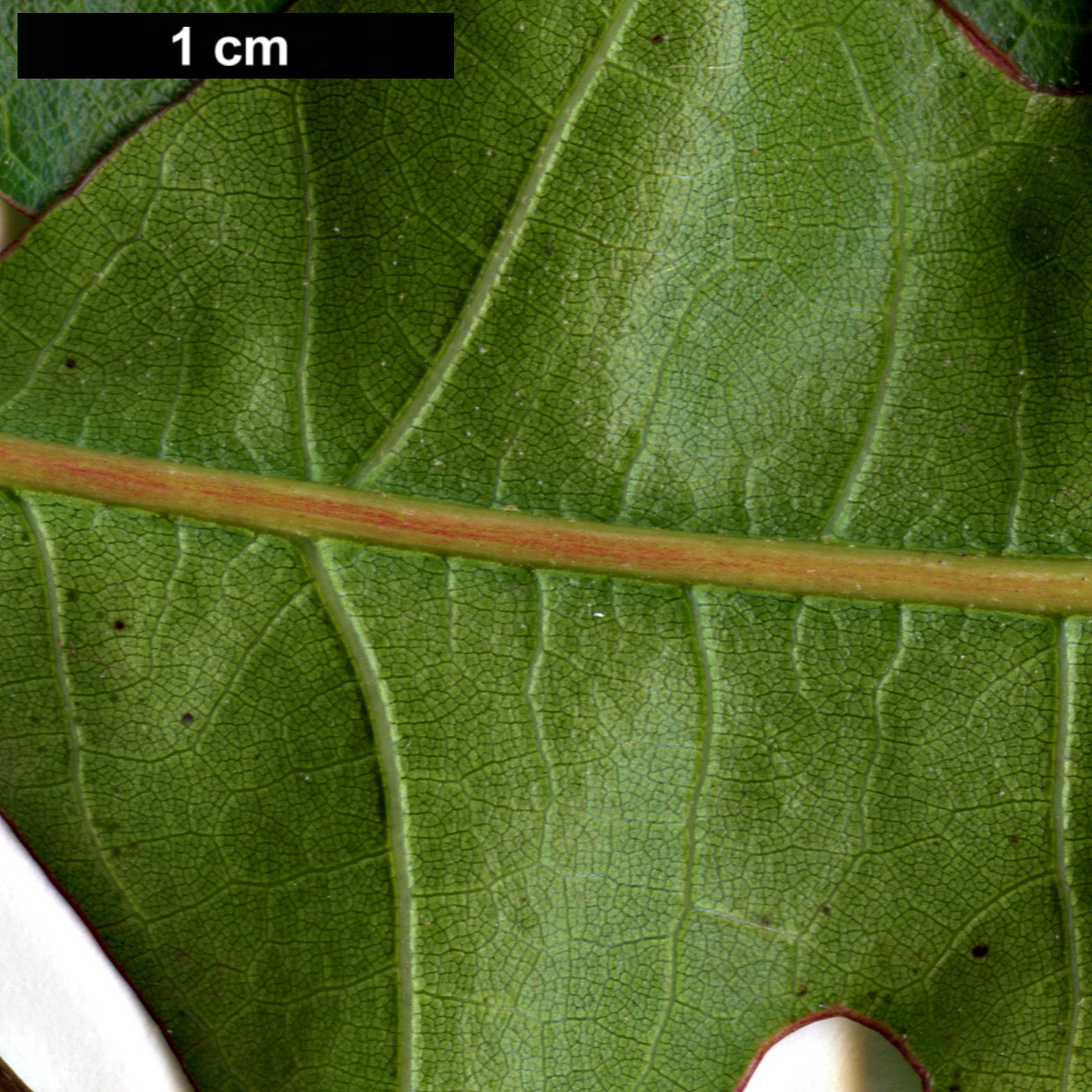 High resolution image: Family: Fagaceae - Genus: Quercus - Taxon: gravesii