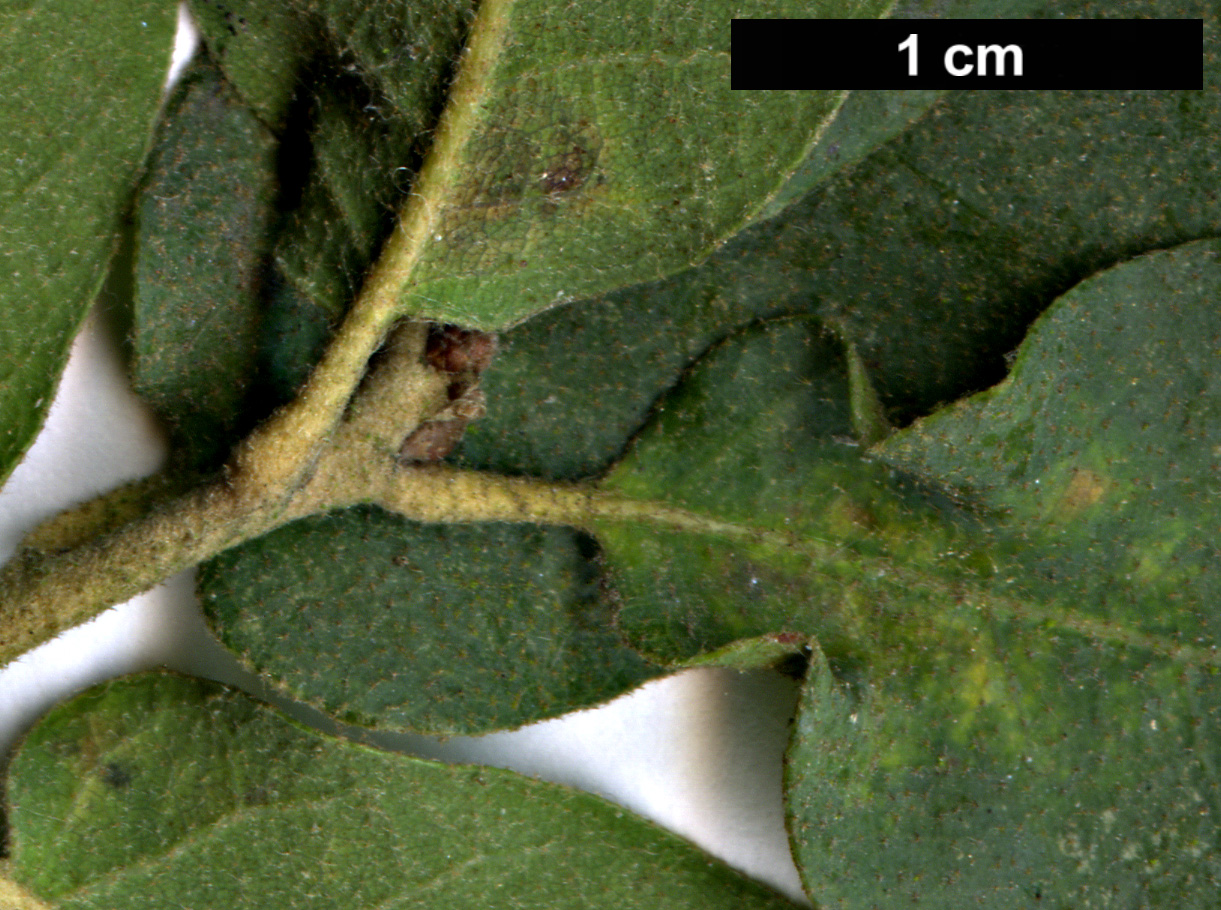 High resolution image: Family: Fagaceae - Genus: Quercus - Taxon: grisea