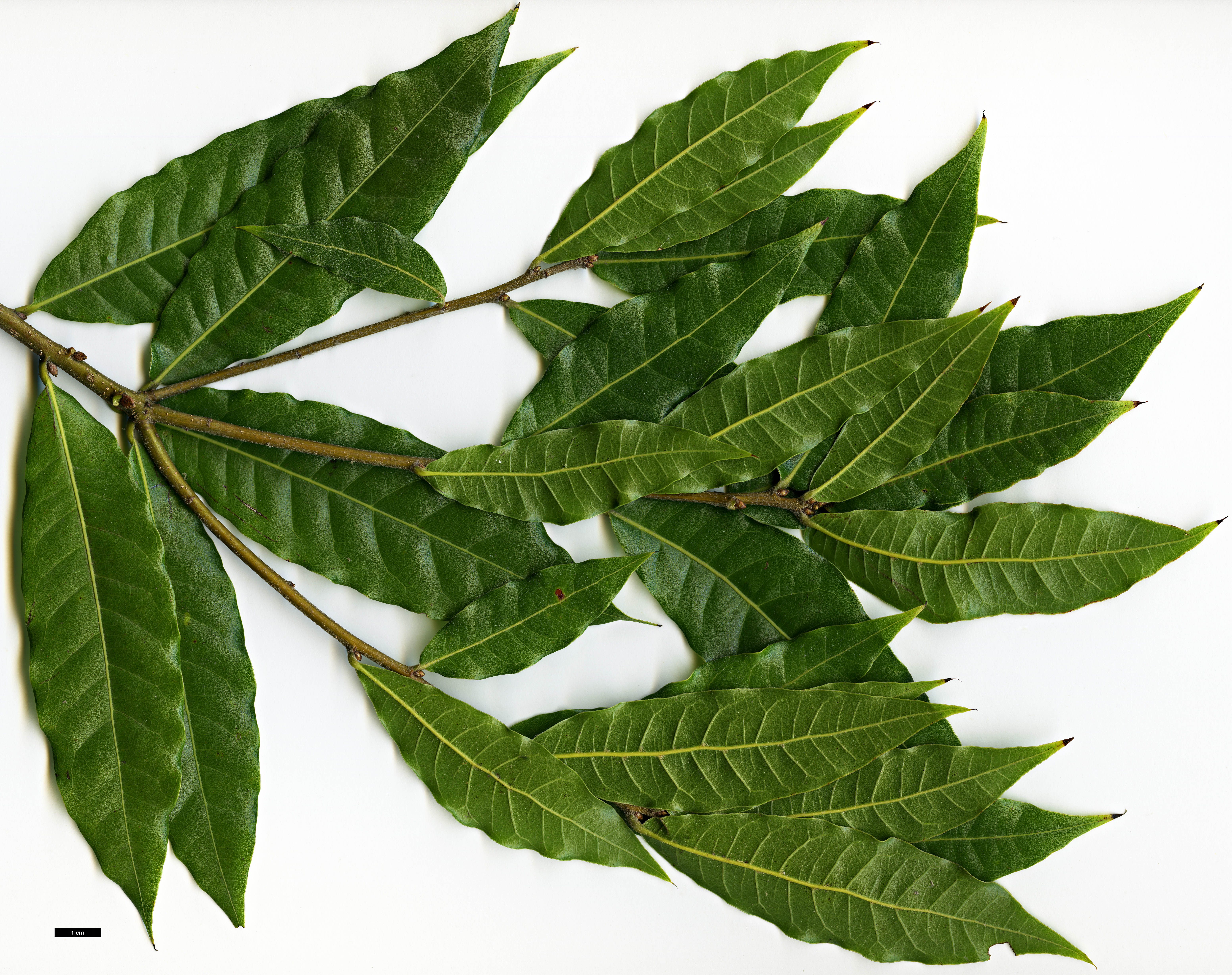High resolution image: Family: Fagaceae - Genus: Quercus - Taxon: gulielmitreleasei