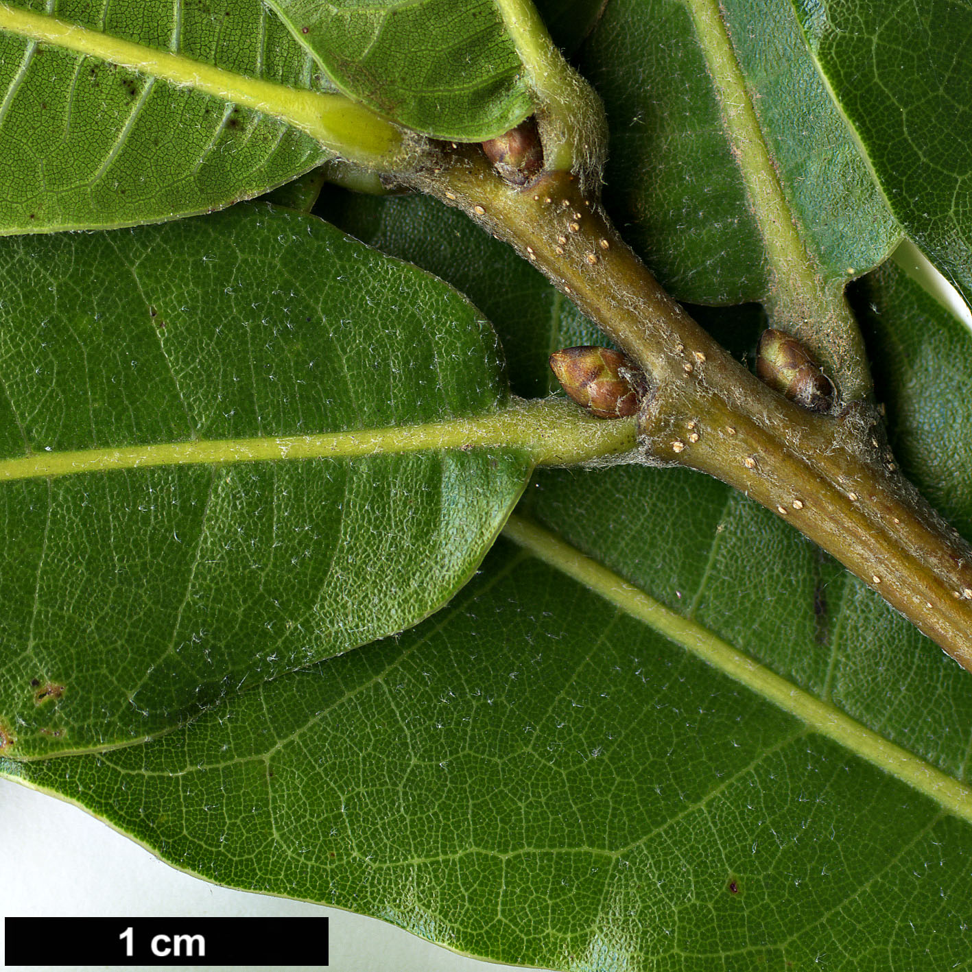 High resolution image: Family: Fagaceae - Genus: Quercus - Taxon: gulielmitreleasei