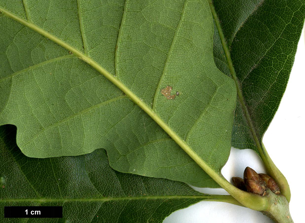 High resolution image: Family: Fagaceae - Genus: Quercus - Taxon: hartwissiana