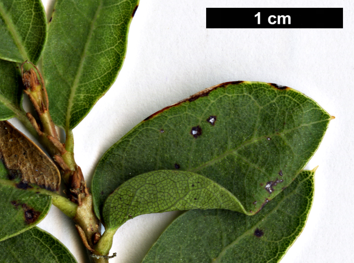 High resolution image: Family: Fagaceae - Genus: Quercus - Taxon: hinckleyi