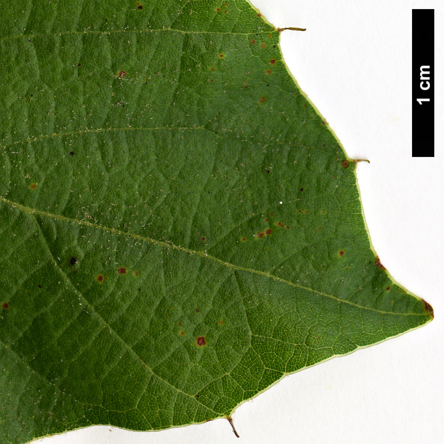 High resolution image: Family: Fagaceae - Genus: Quercus - Taxon: hintonii