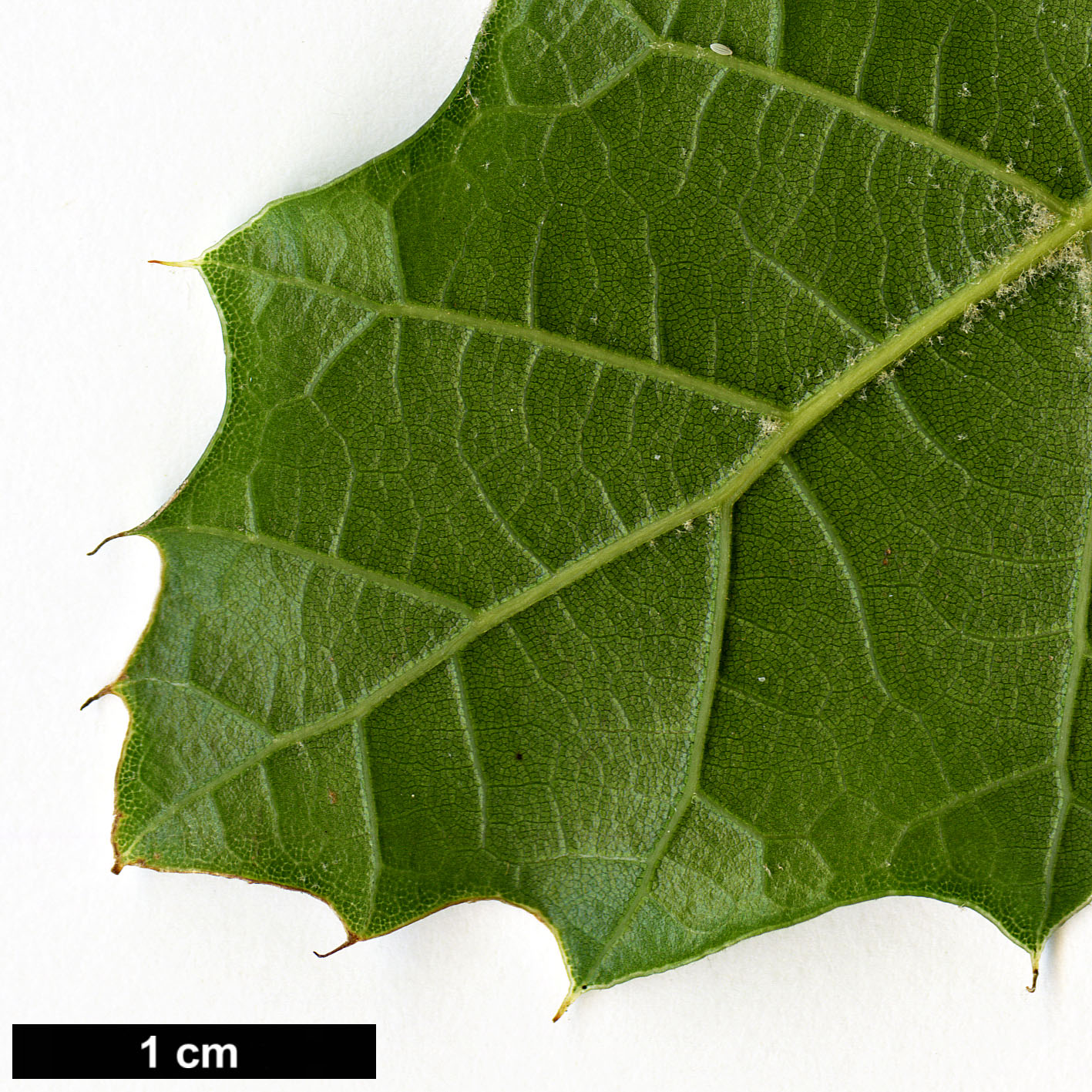 High resolution image: Family: Fagaceae - Genus: Quercus - Taxon: hirtifolia