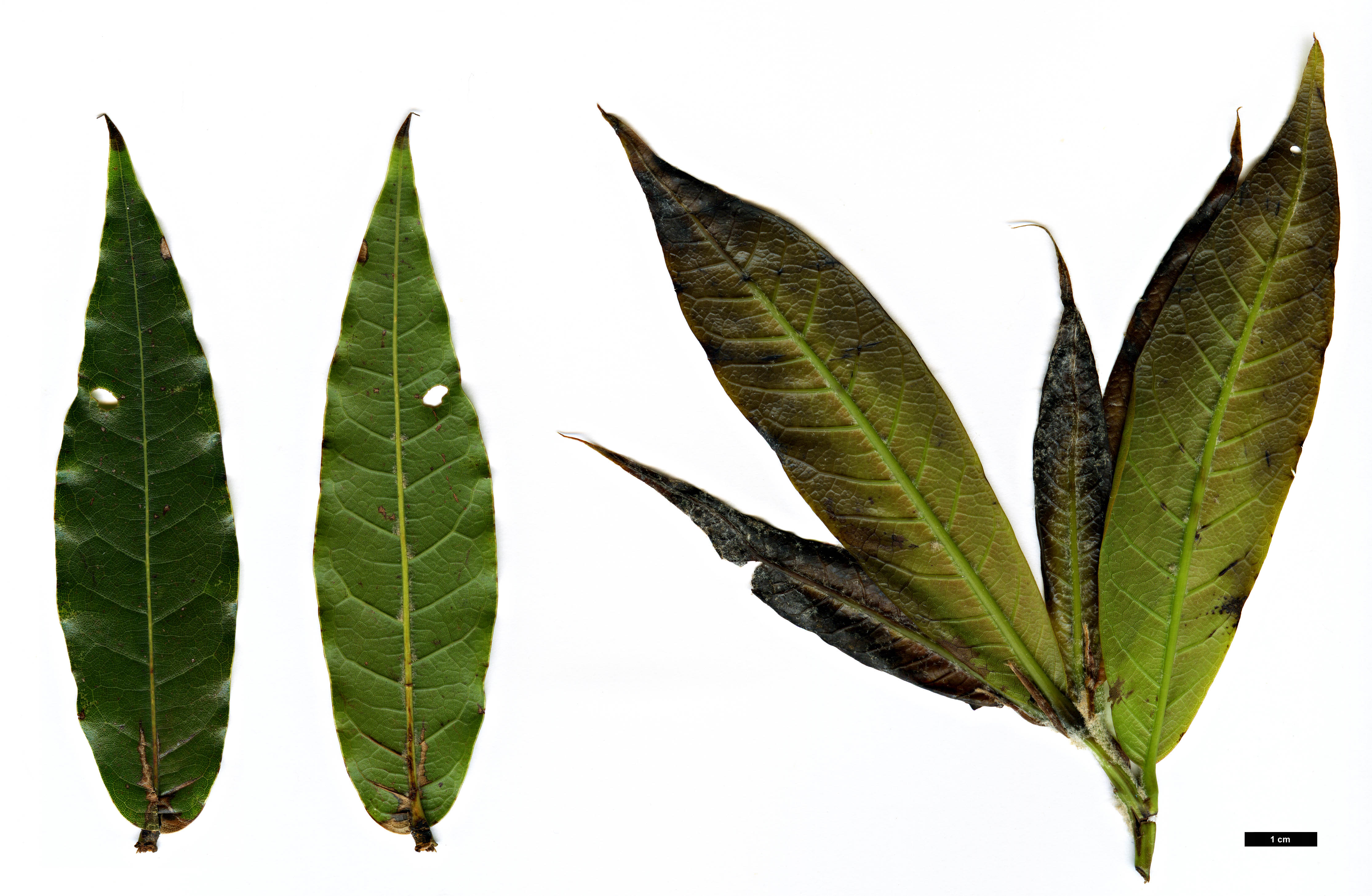 High resolution image: Family: Fagaceae - Genus: Quercus - Taxon: humboldtii