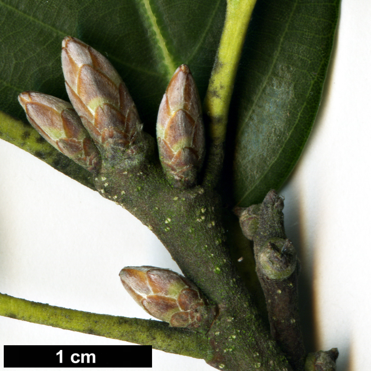 High resolution image: Family: Fagaceae - Genus: Quercus - Taxon: hypargyrea