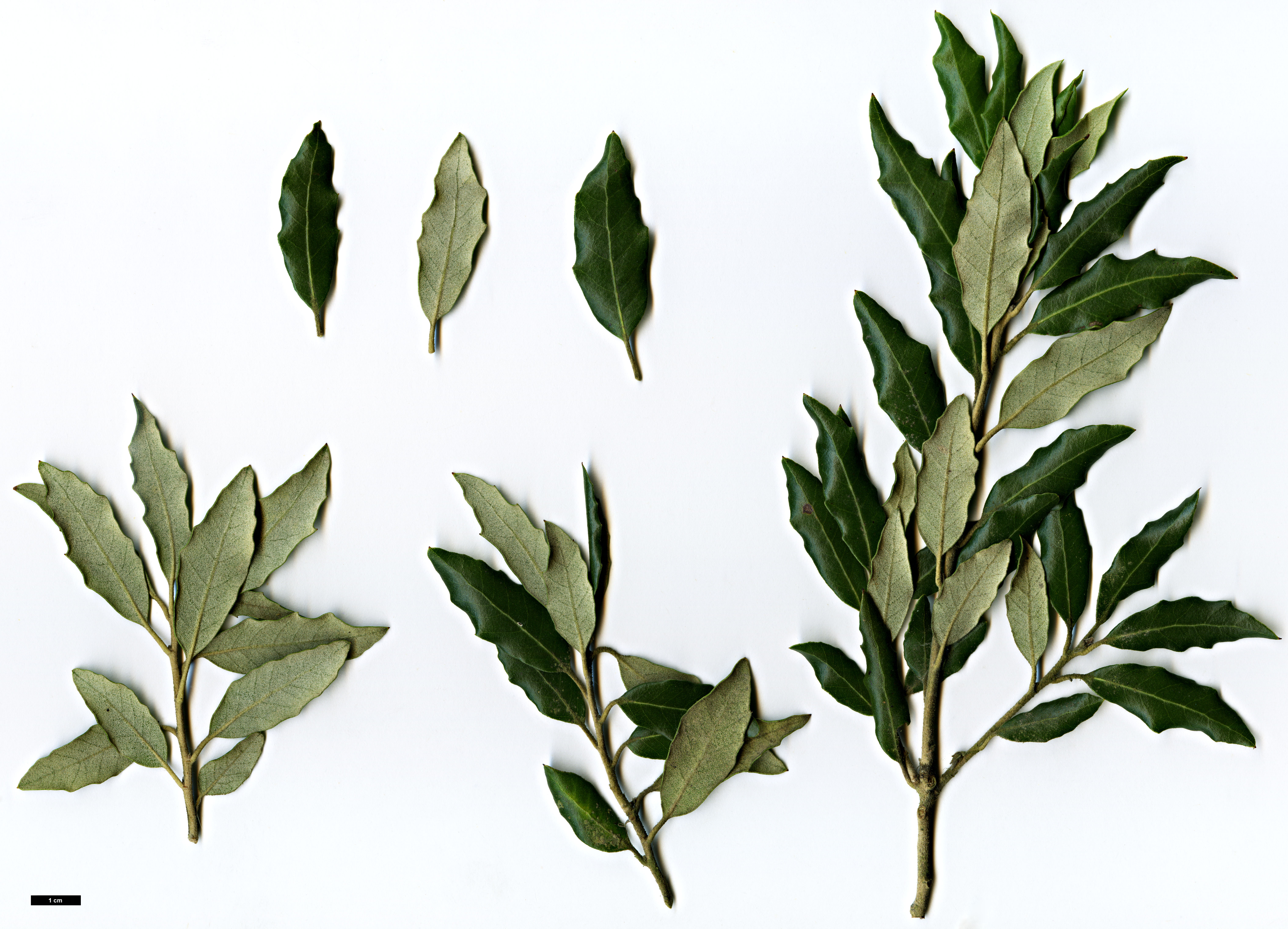 High resolution image: Family: Fagaceae - Genus: Quercus - Taxon: ilex - SpeciesSub: 'Fordii'