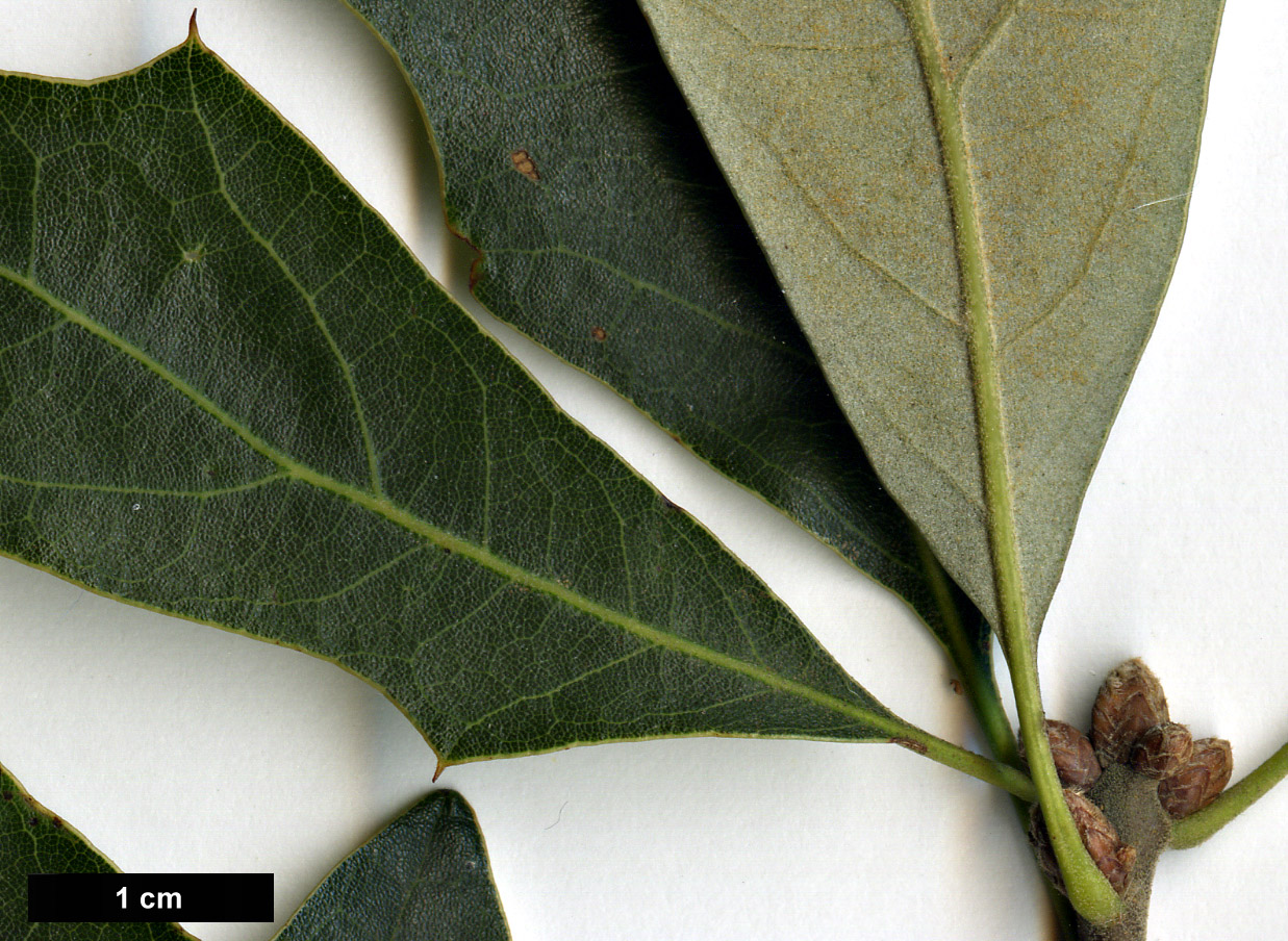 High resolution image: Family: Fagaceae - Genus: Quercus - Taxon: ilicifolia