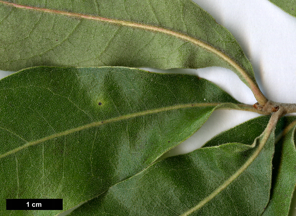 High resolution image: Family: Fagaceae - Genus: Quercus - Taxon: incana