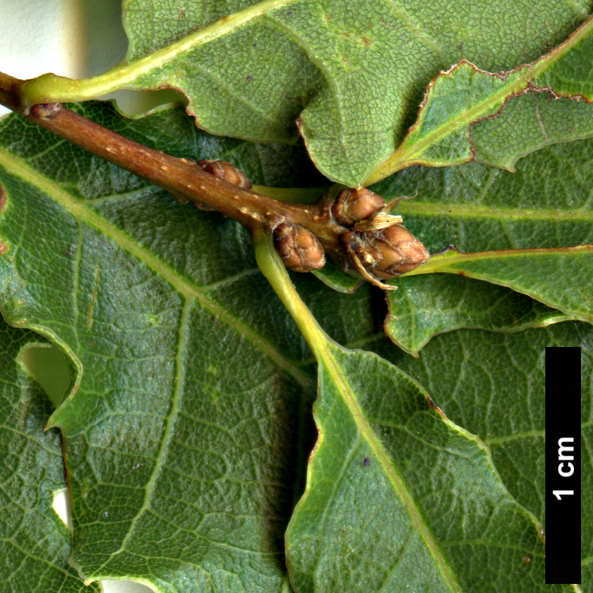 High resolution image: Family: Fagaceae - Genus: Quercus - Taxon: infectoria