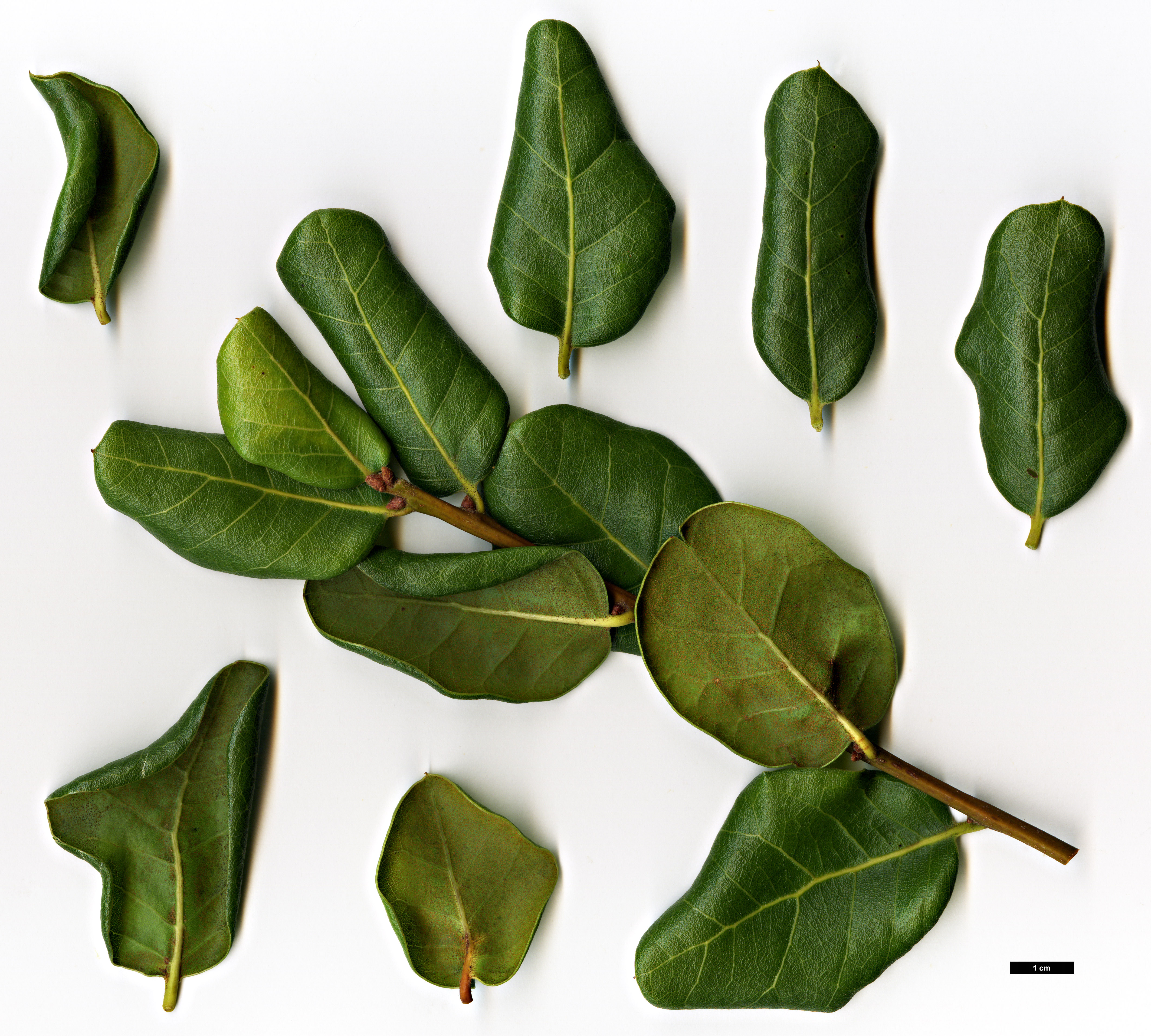 High resolution image: Family: Fagaceae - Genus: Quercus - Taxon: inopina