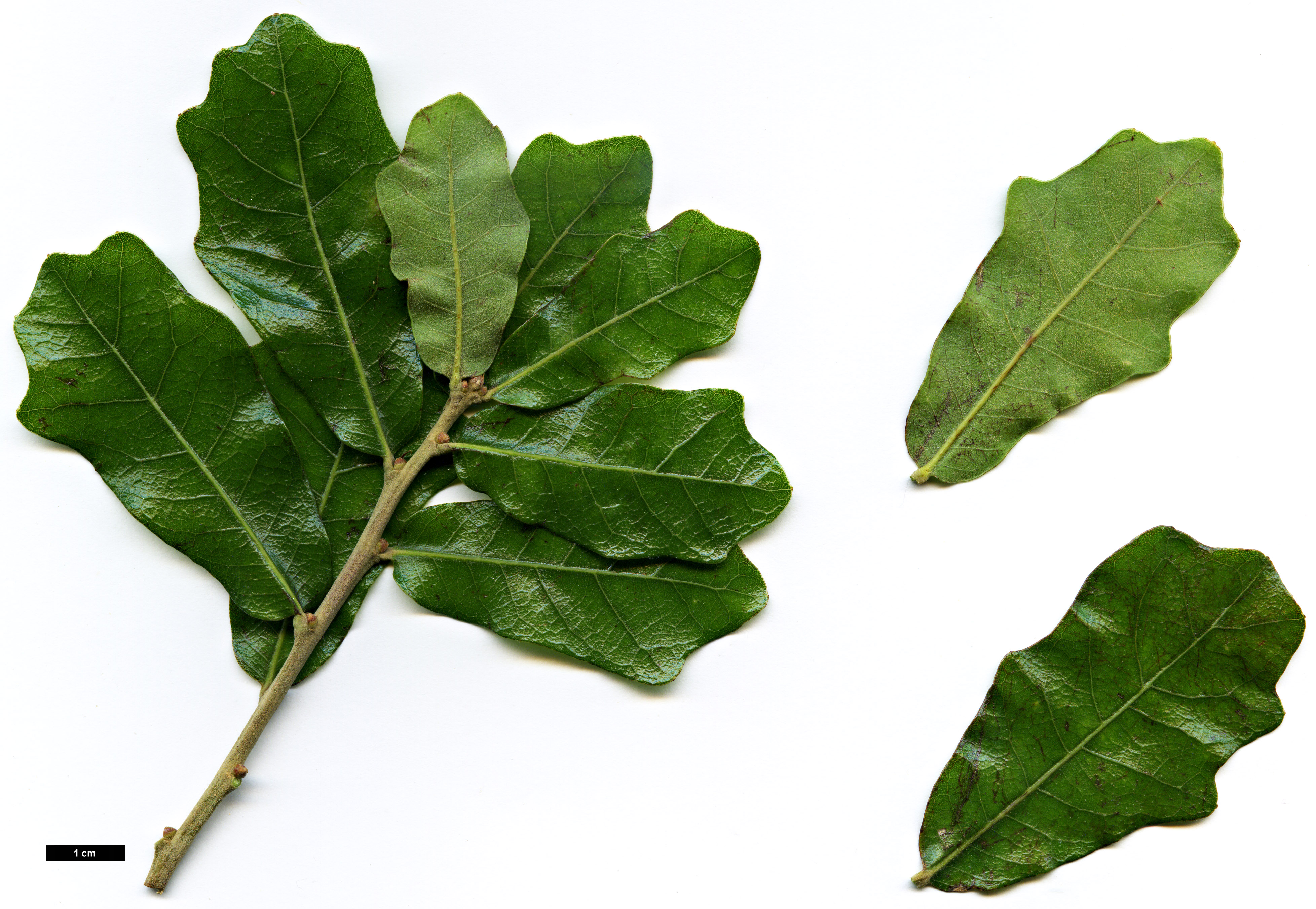 High resolution image: Family: Fagaceae - Genus: Quercus - Taxon: inopina