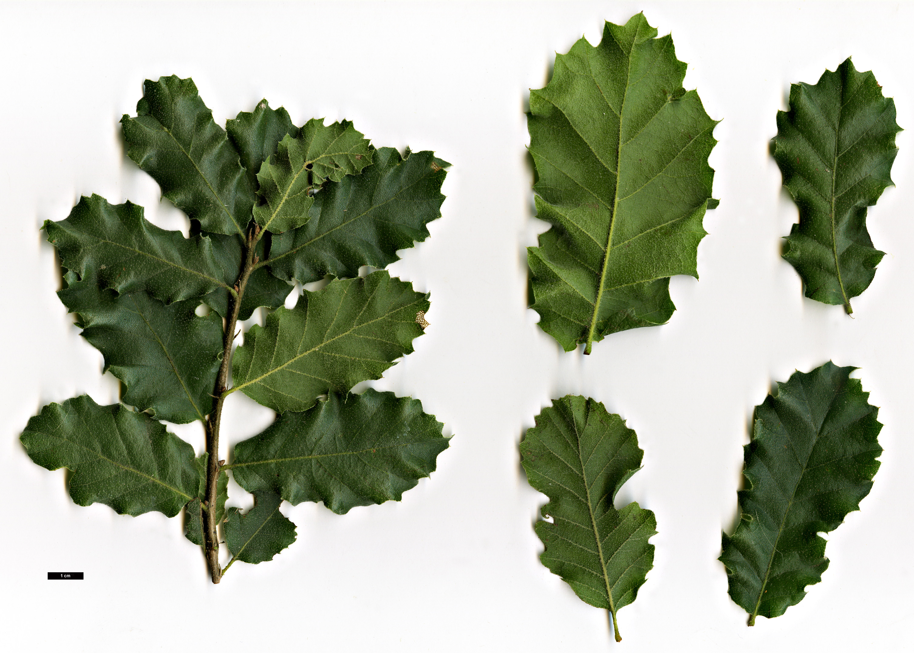High resolution image: Family: Fagaceae - Genus: Quercus - Taxon: ithaburensis