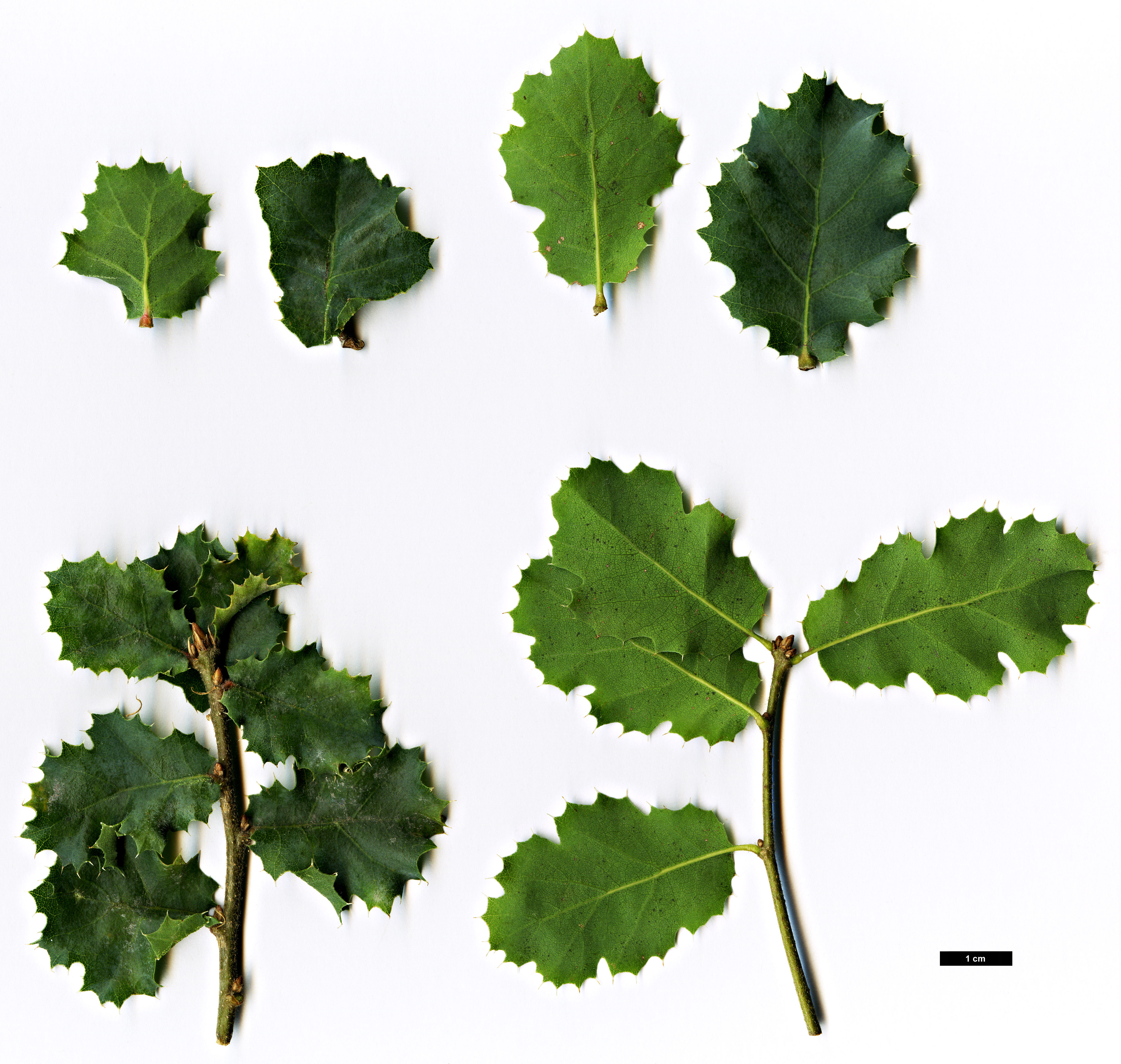 High resolution image: Family: Fagaceae - Genus: Quercus - Taxon: john-tuckeri