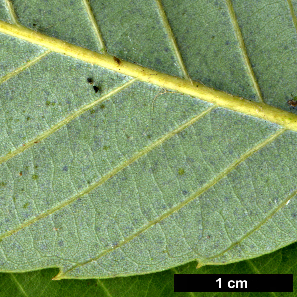 High resolution image: Family: Fagaceae - Genus: Quercus - Taxon: kiukiangensis
