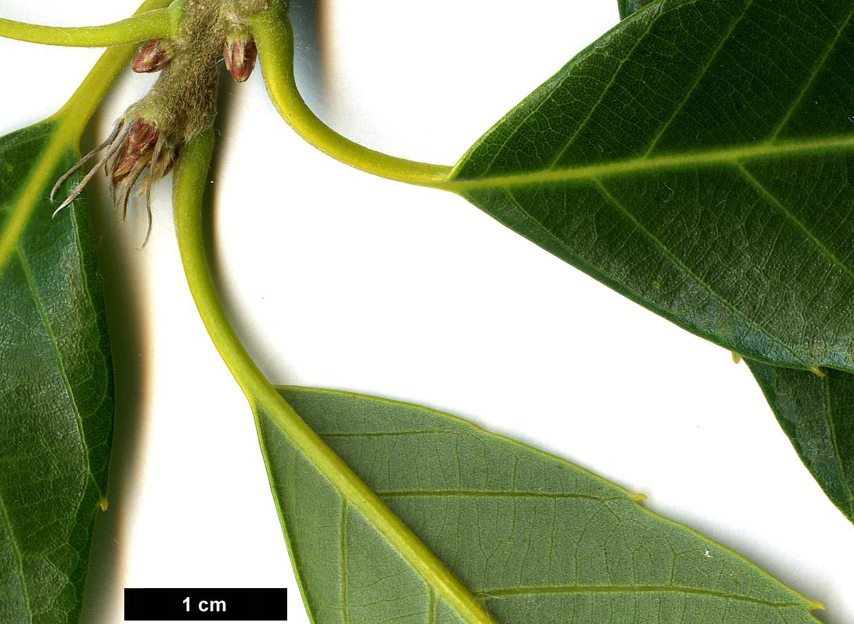 High resolution image: Family: Fagaceae - Genus: Quercus - Taxon: kiukiangensis