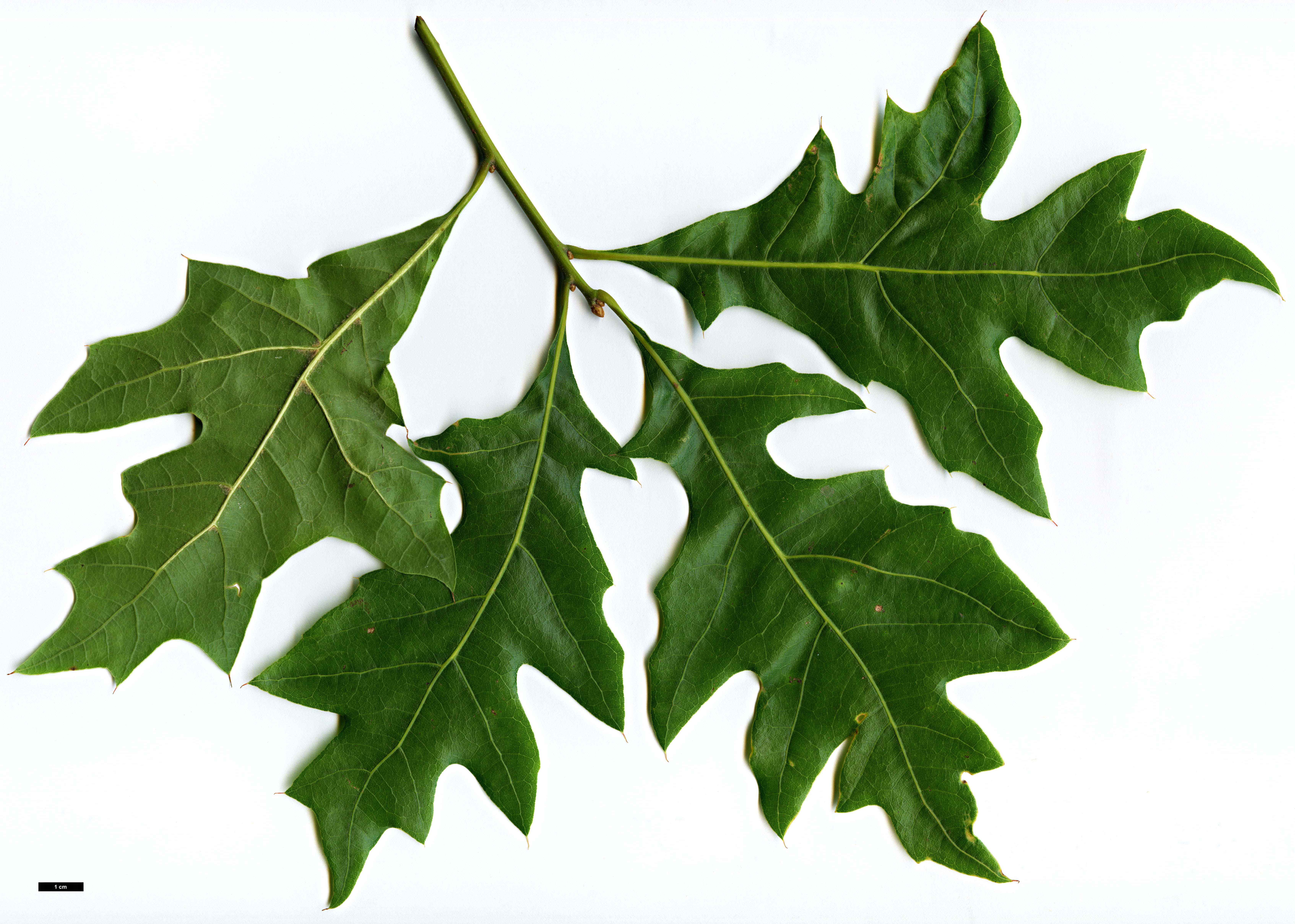 High resolution image: Family: Fagaceae - Genus: Quercus - Taxon: laevis