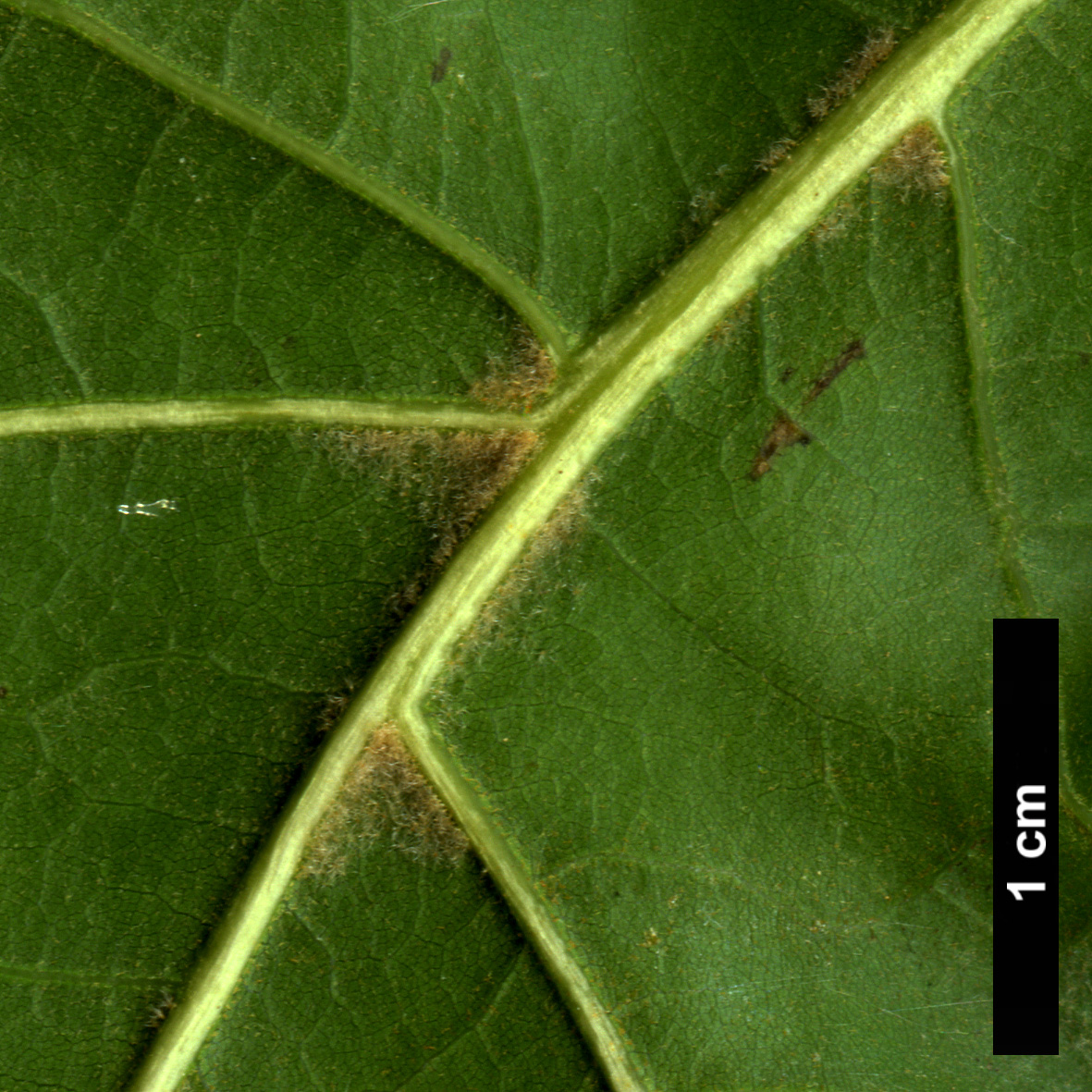 High resolution image: Family: Fagaceae - Genus: Quercus - Taxon: laevis