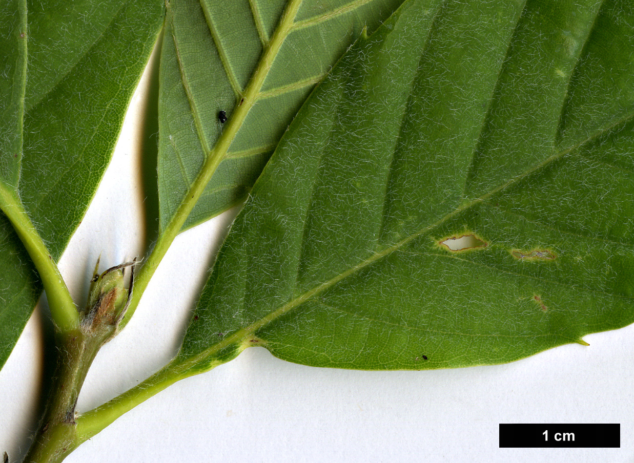 High resolution image: Family: Fagaceae - Genus: Quercus - Taxon: lamellosa