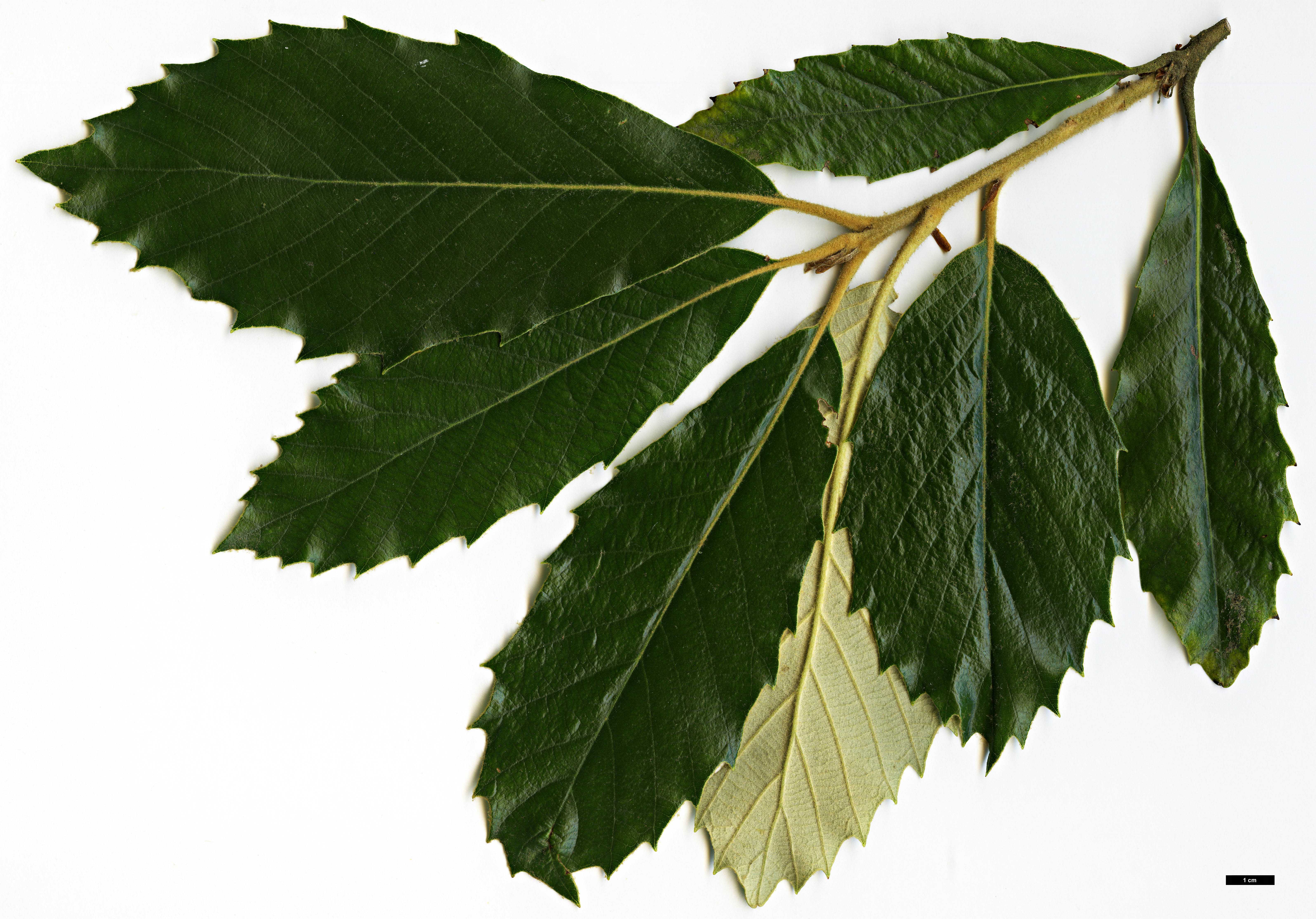 High resolution image: Family: Fagaceae - Genus: Quercus - Taxon: lanata