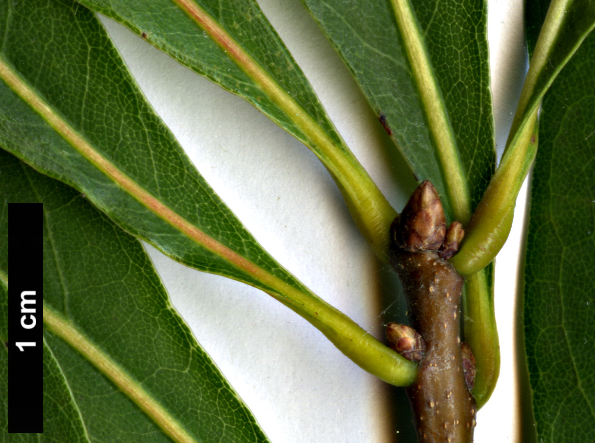 High resolution image: Family: Fagaceae - Genus: Quercus - Taxon: laurifolia
