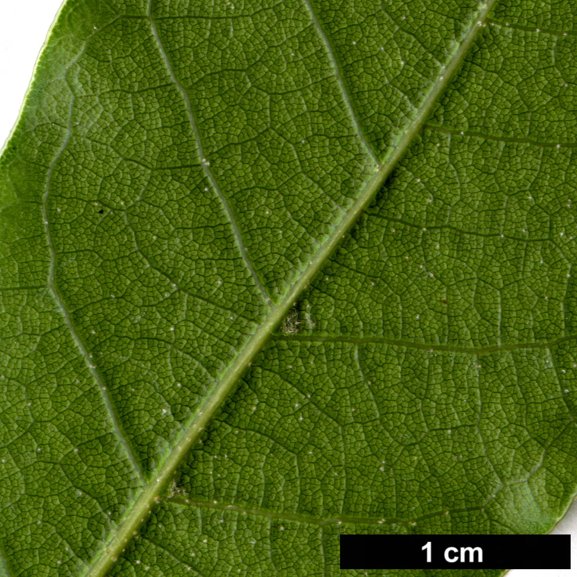 High resolution image: Family: Fagaceae - Genus: Quercus - Taxon: laurina