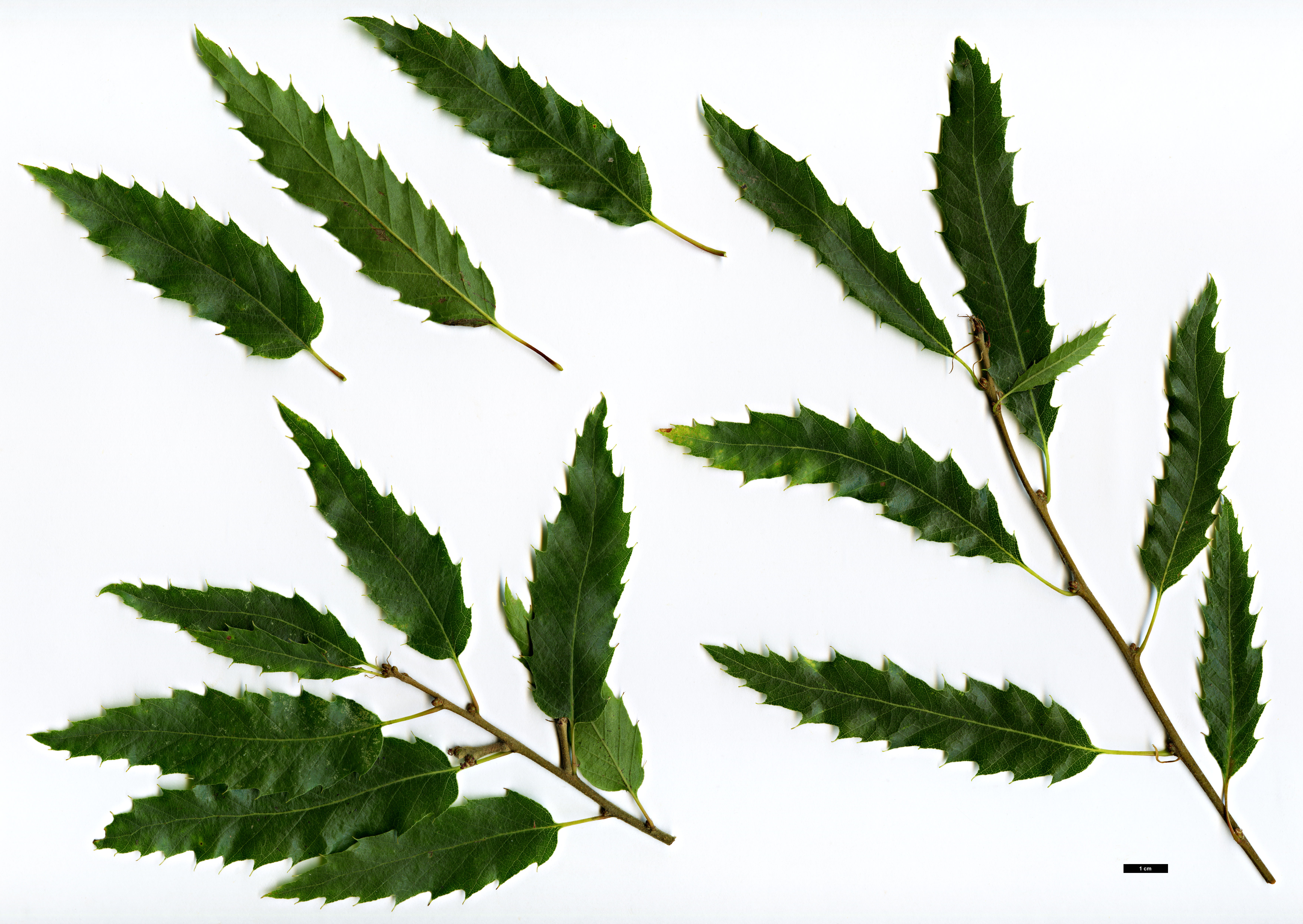 High resolution image: Family: Fagaceae - Genus: Quercus - Taxon: libani - SpeciesSub: 'Angustifolia'