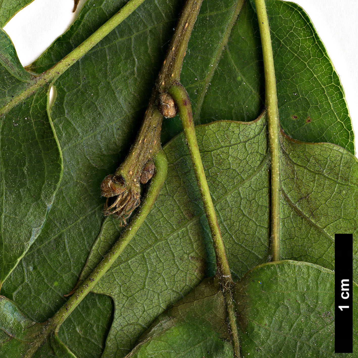 High resolution image: Family: Fagaceae - Genus: Quercus - Taxon: libani
