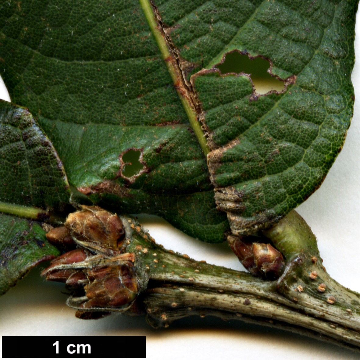 High resolution image: Family: Fagaceae - Genus: Quercus - Taxon: liebmannii