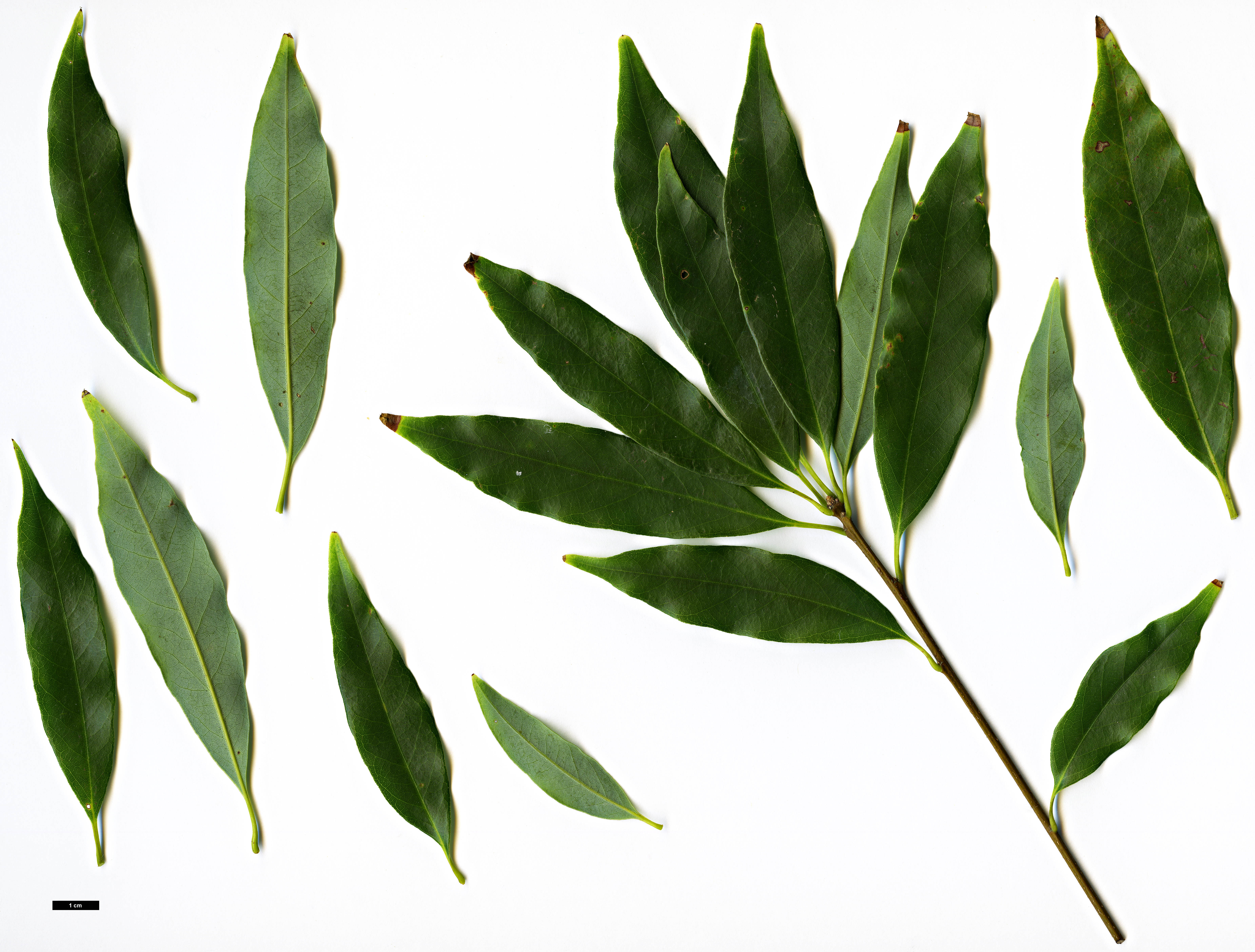 High resolution image: Family: Fagaceae - Genus: Quercus - Taxon: longinux